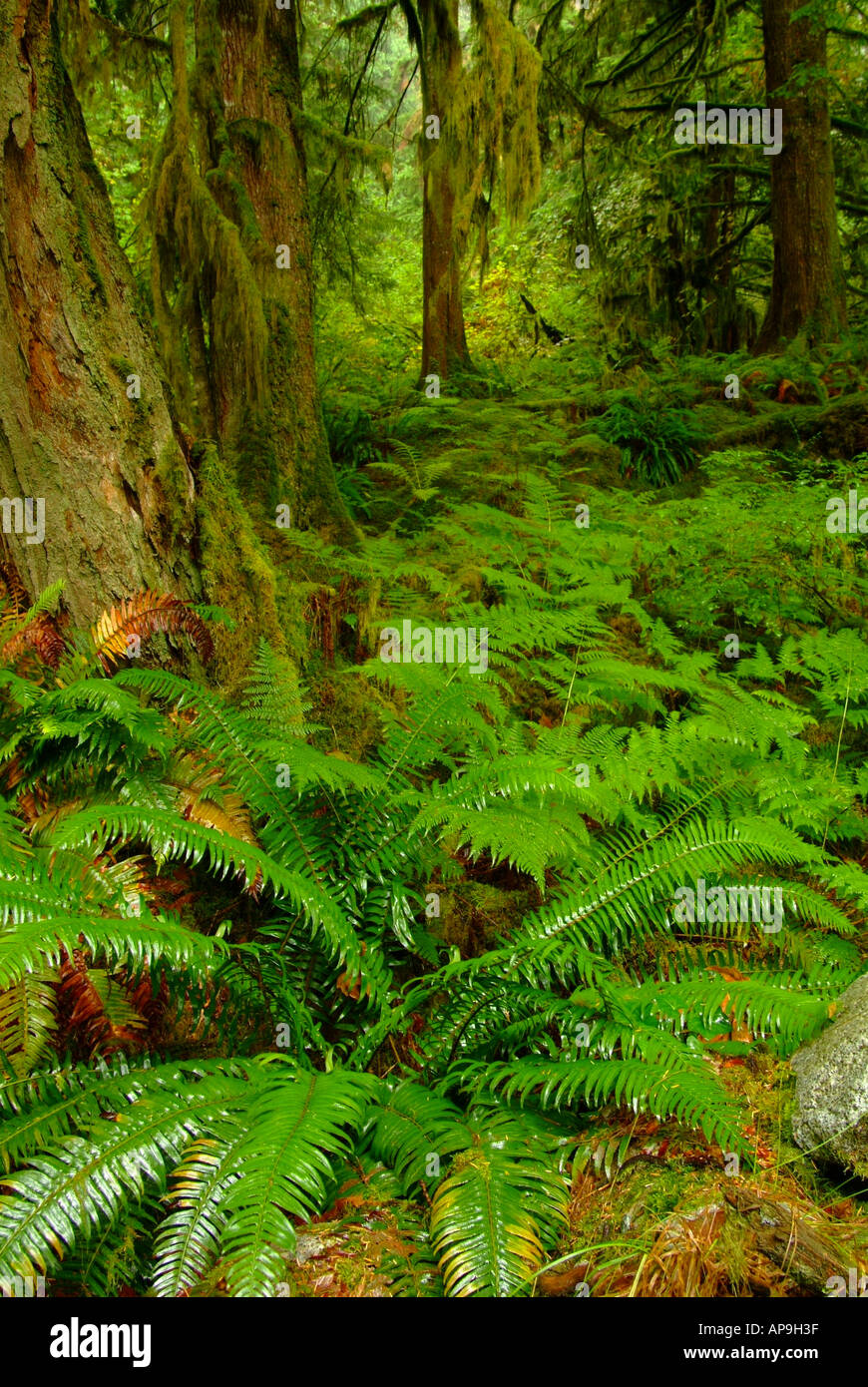 Rainforest Rainfall High Resolution Stock Photography and Images - Alamy