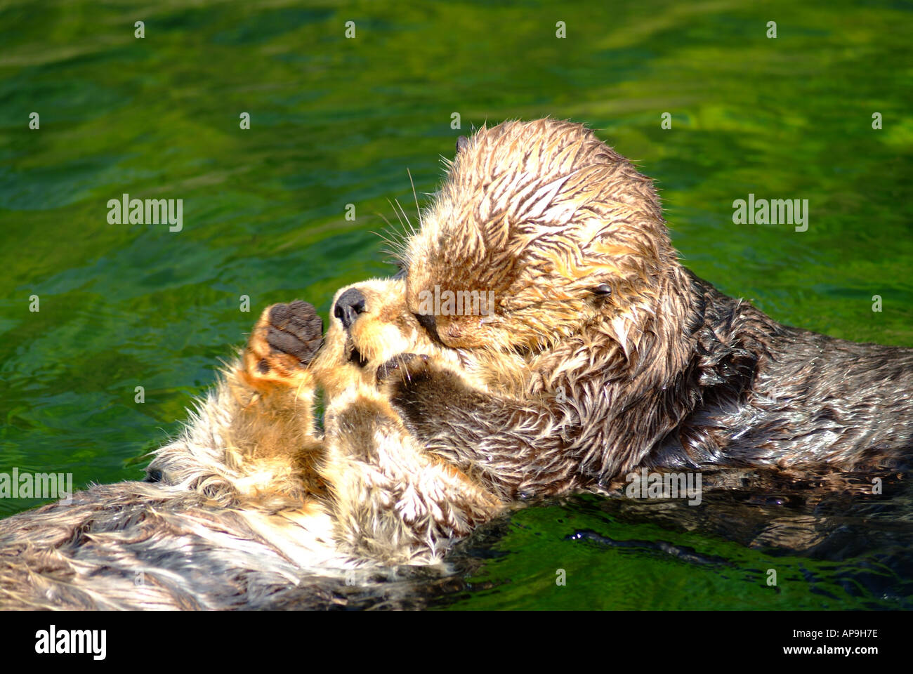 Sea Otters (Enhydra lutris) swimming in the water Stock Photo - Alamy