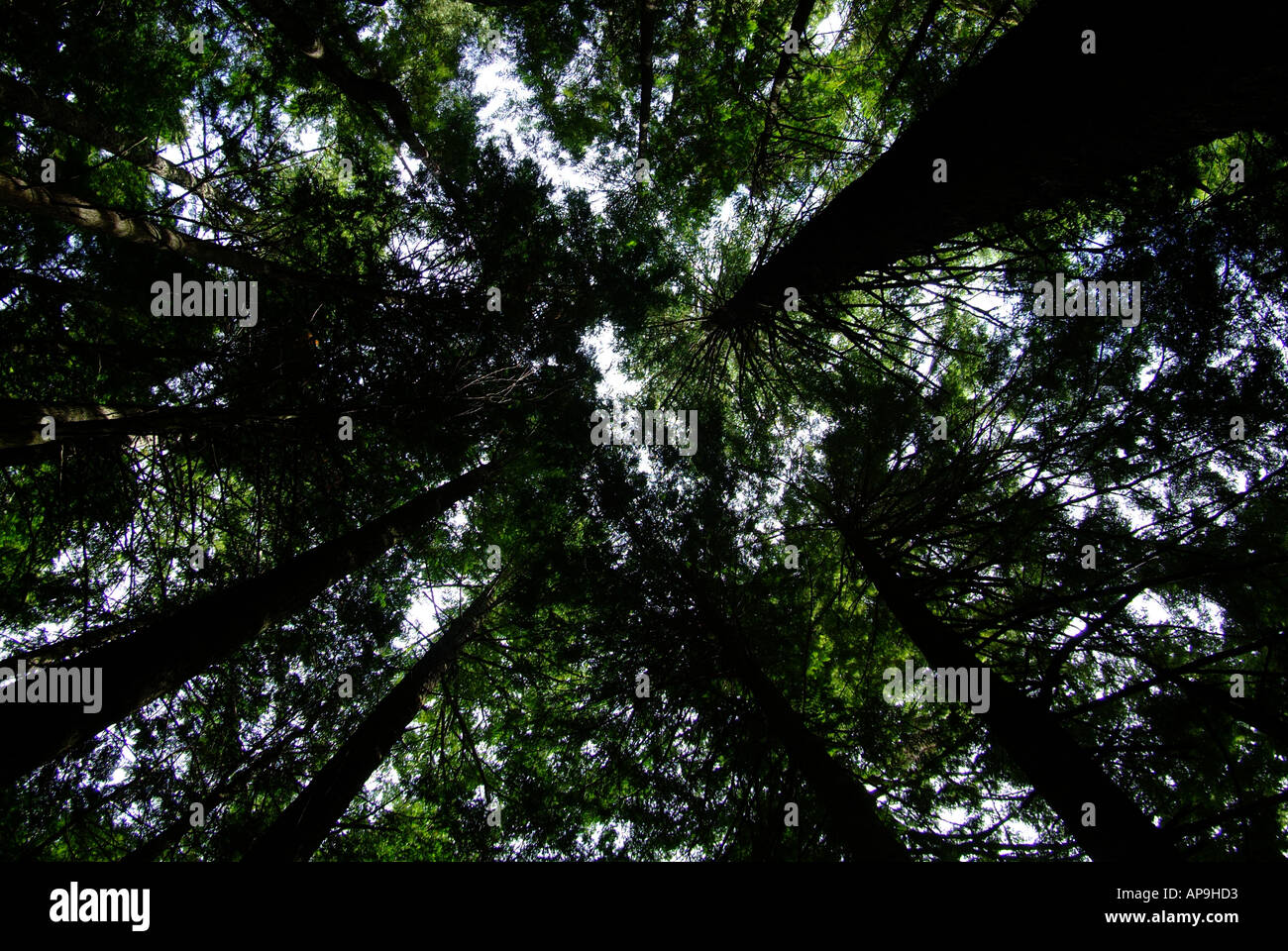 Looking straight up through canopies of forest trees Stock Photo