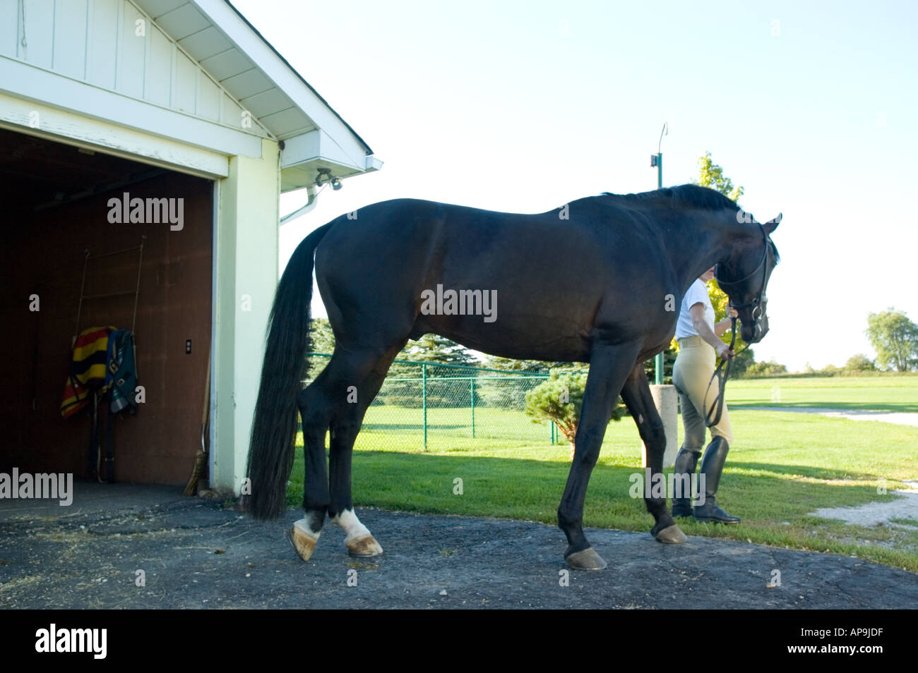 Horse being led out of stable Stock Photo Alamy