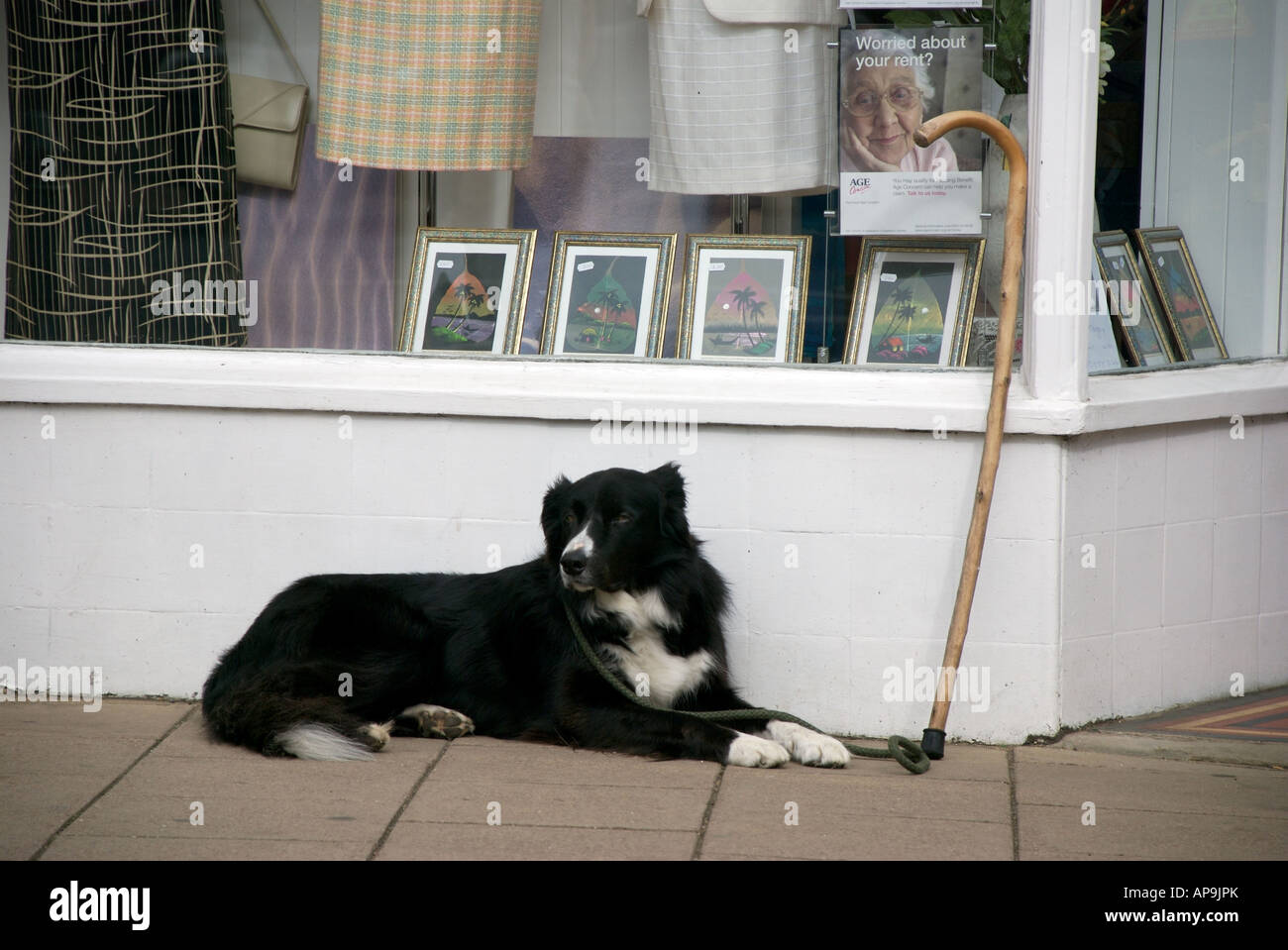 Collie dog waits for its aged owner outside a shop Stock Photo - Alamy