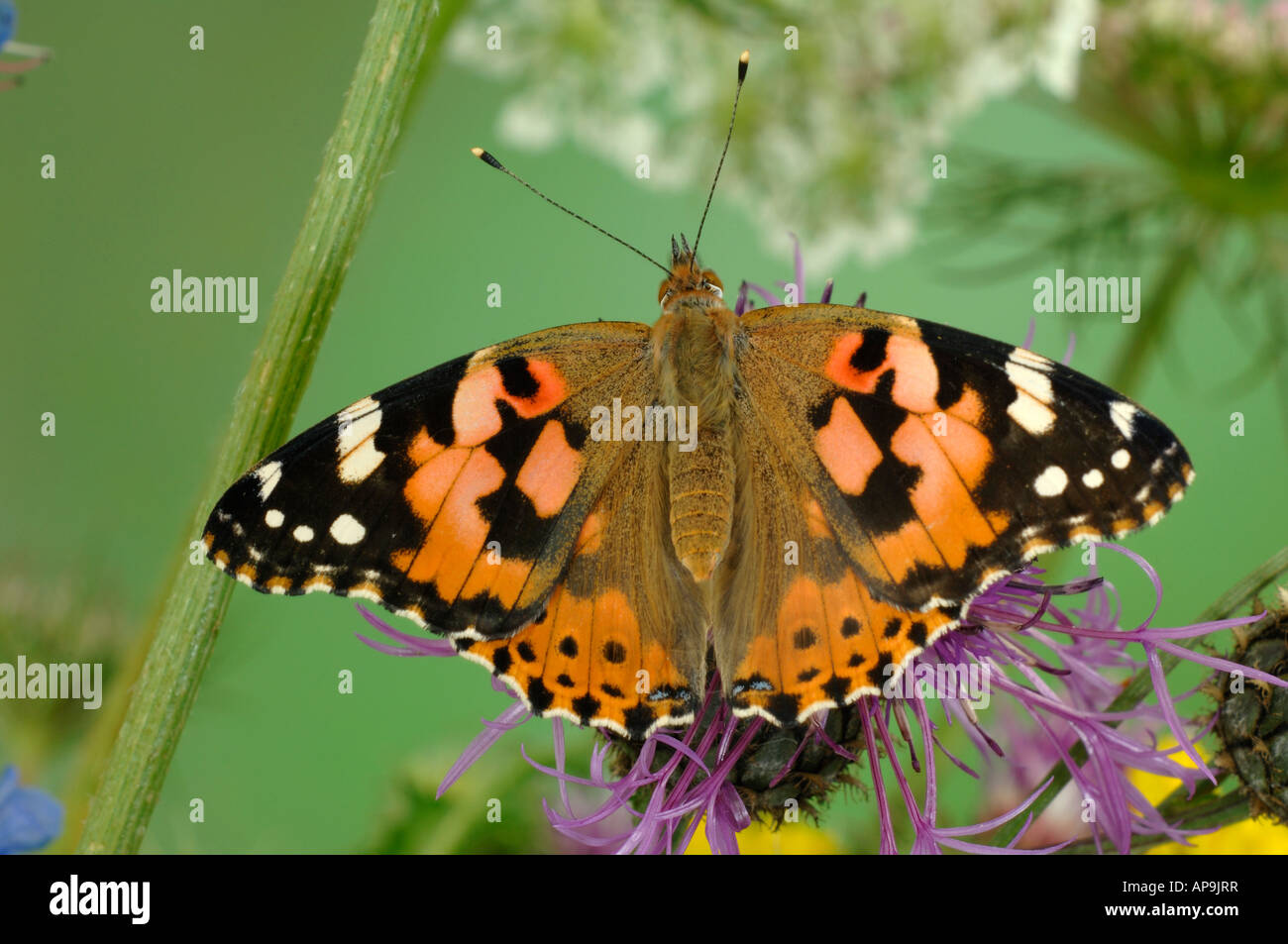 Painted Lady, Thistle Butterfly (Vanessa cardui, Cynthia cardui) on flowering knapweed Stock Photo