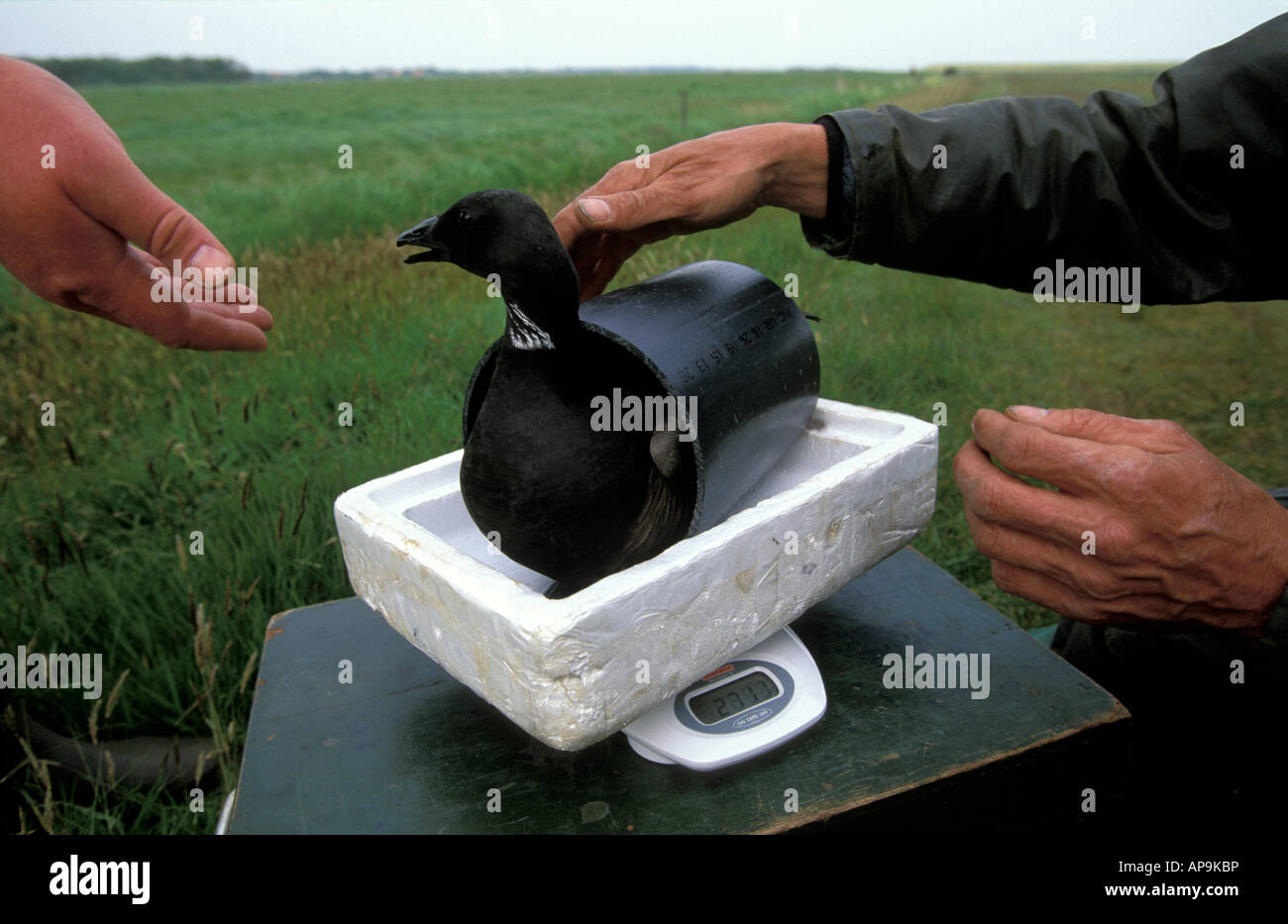 Terschelling field scientist weighing a captured Brent goose on a scale Stock Photo