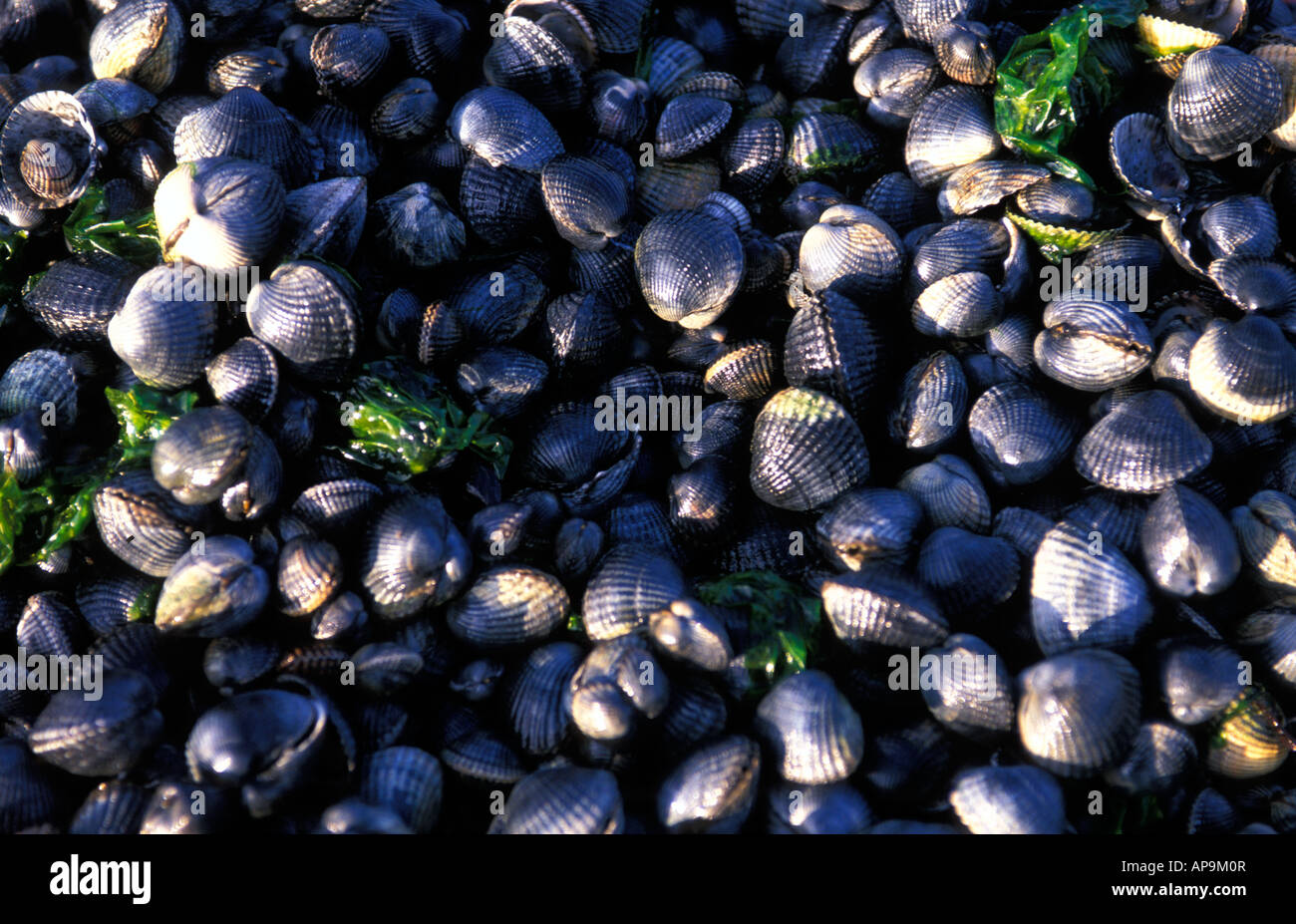 Cockles Stock Photo