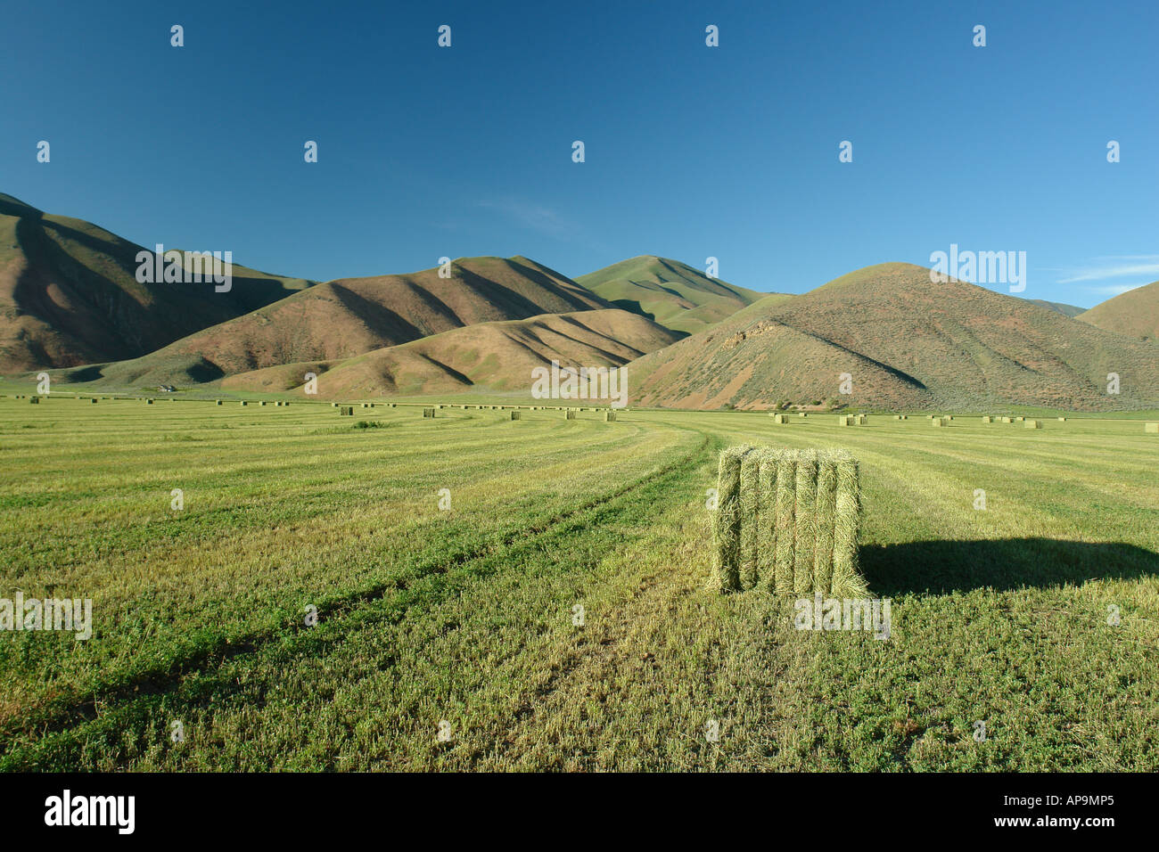 AJD50599, Bellevue, Blaine County, ID, Idaho, farm, field, hay bales Stock Photo