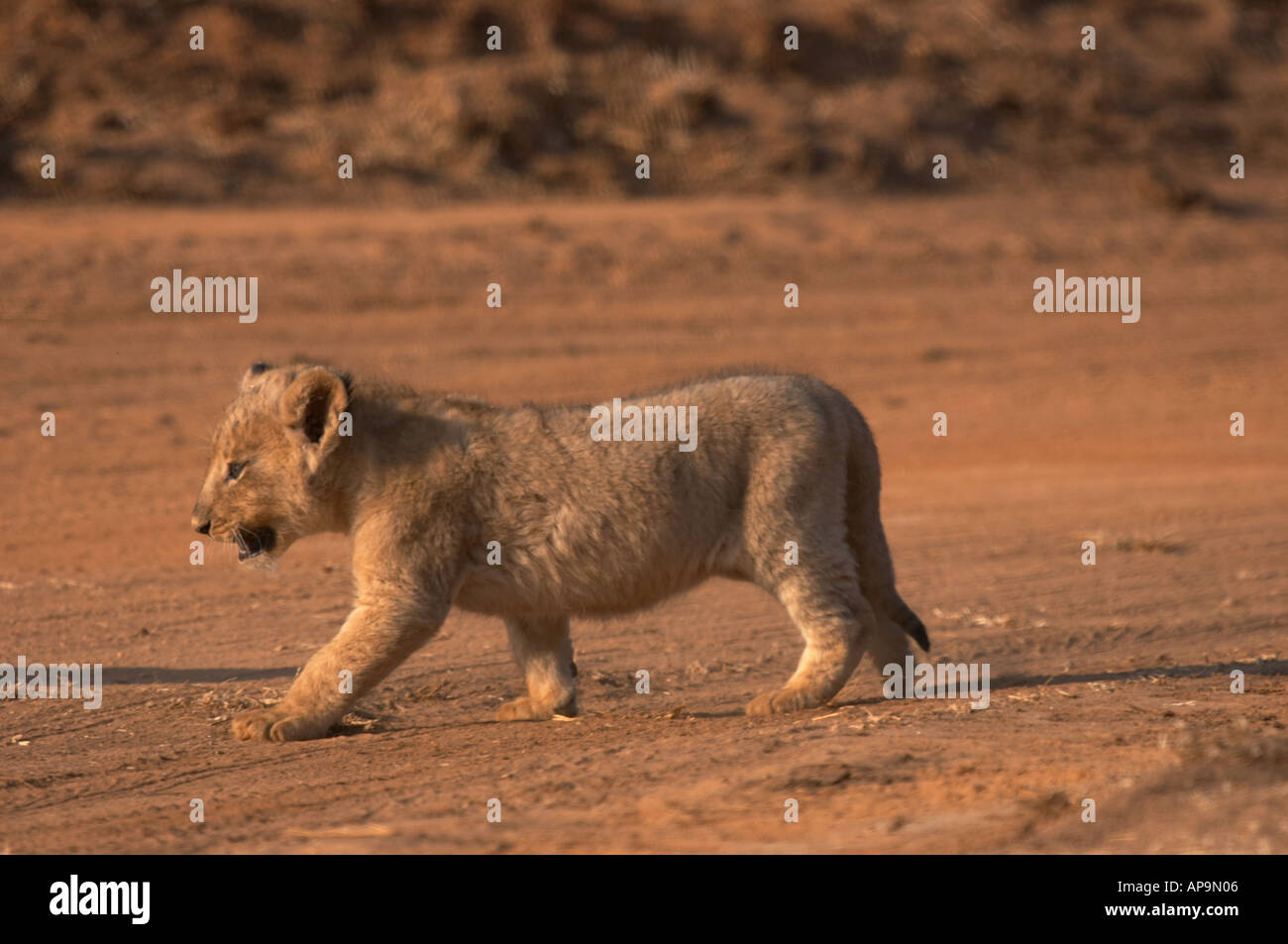 Lion cub about 6 weeks old Stock Photo