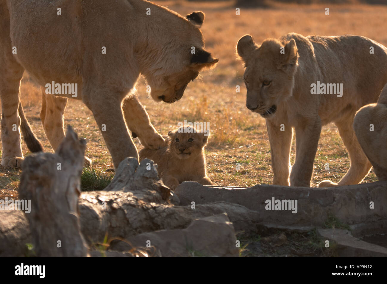 Young adult male lion admonishing a cub stock photo alamy