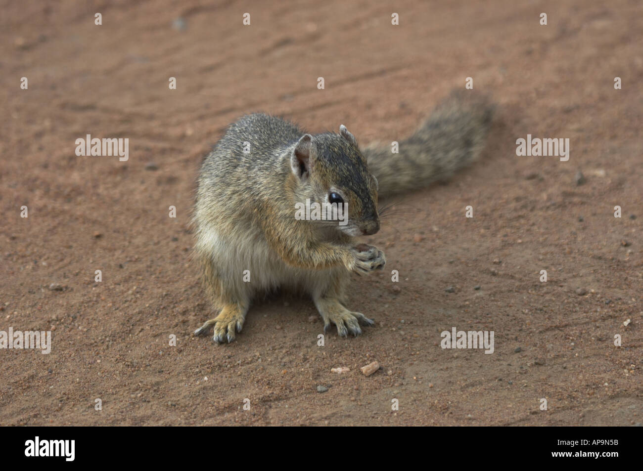 Tree squirrel namibia hi-res stock photography and images - Alamy