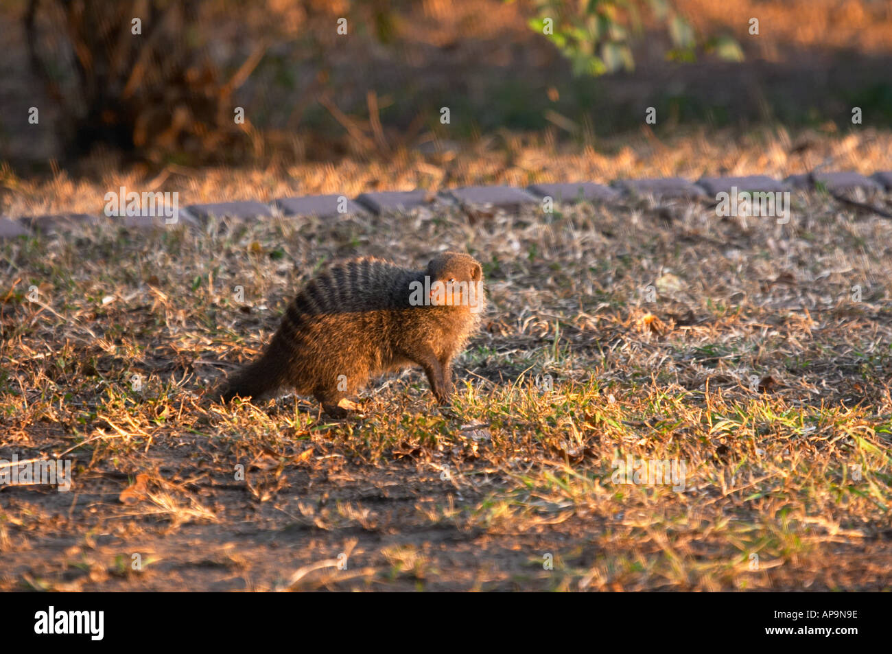 Page 2 Namibia Banded Mongoose High Resolution Stock Photography And Images Alamy Page 2 Namibia Banded Mongoose High Resolution Stock Photography And Images Alamy