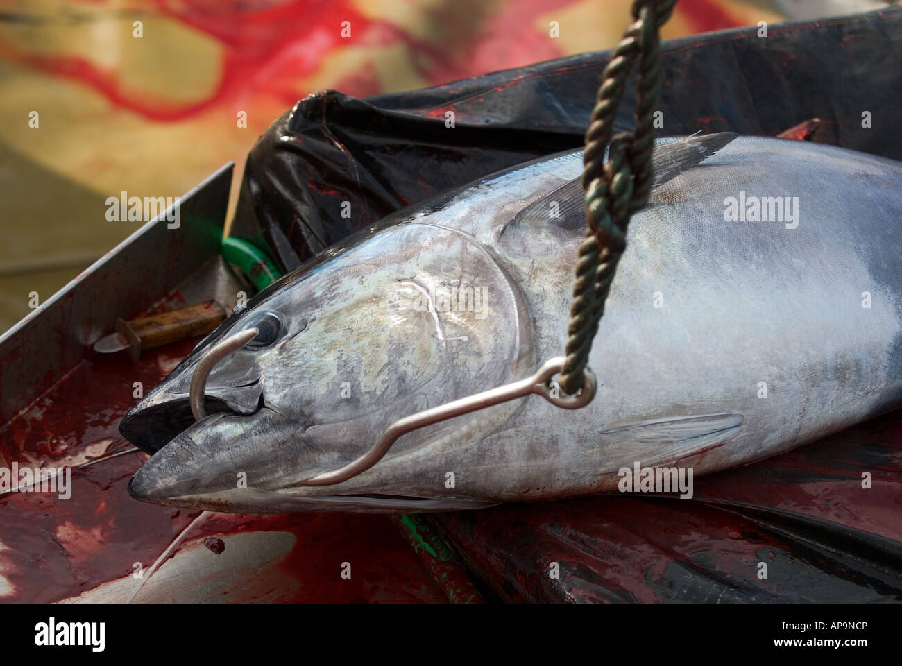 Bluefin tuna harvest in Eastern Mediterranean Turkey Stock Photo Alamy