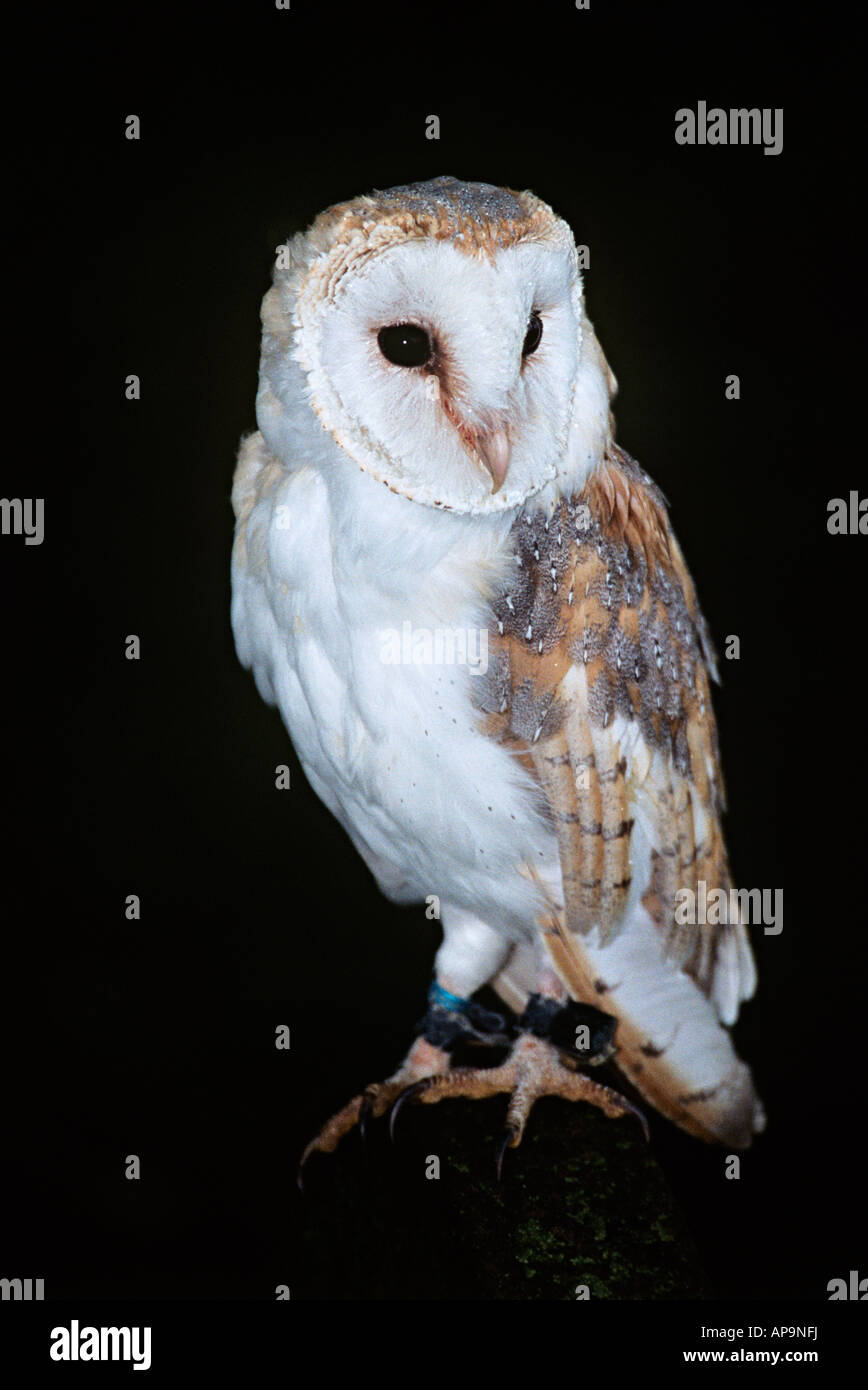 Barn owl Stock Photo