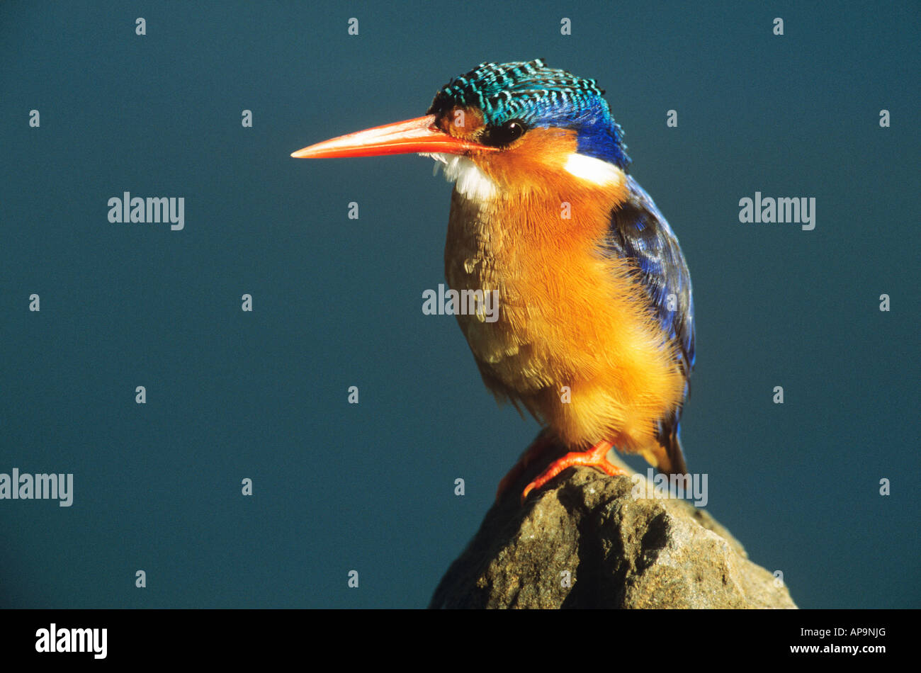Malachite kingfisher Stock Photo