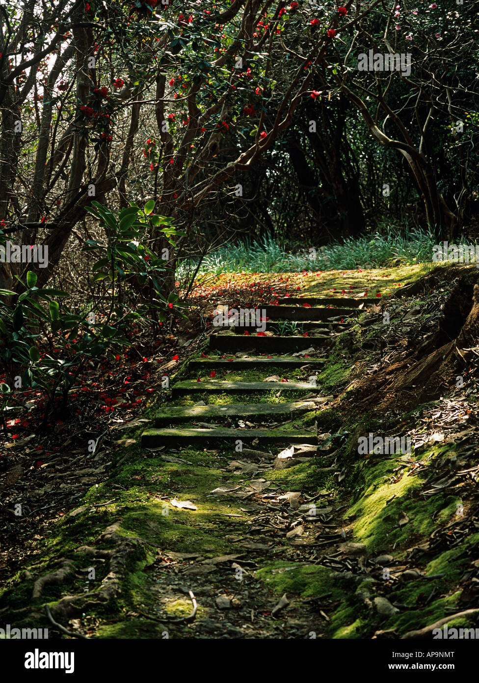 Path with steps in shade Stock Photo