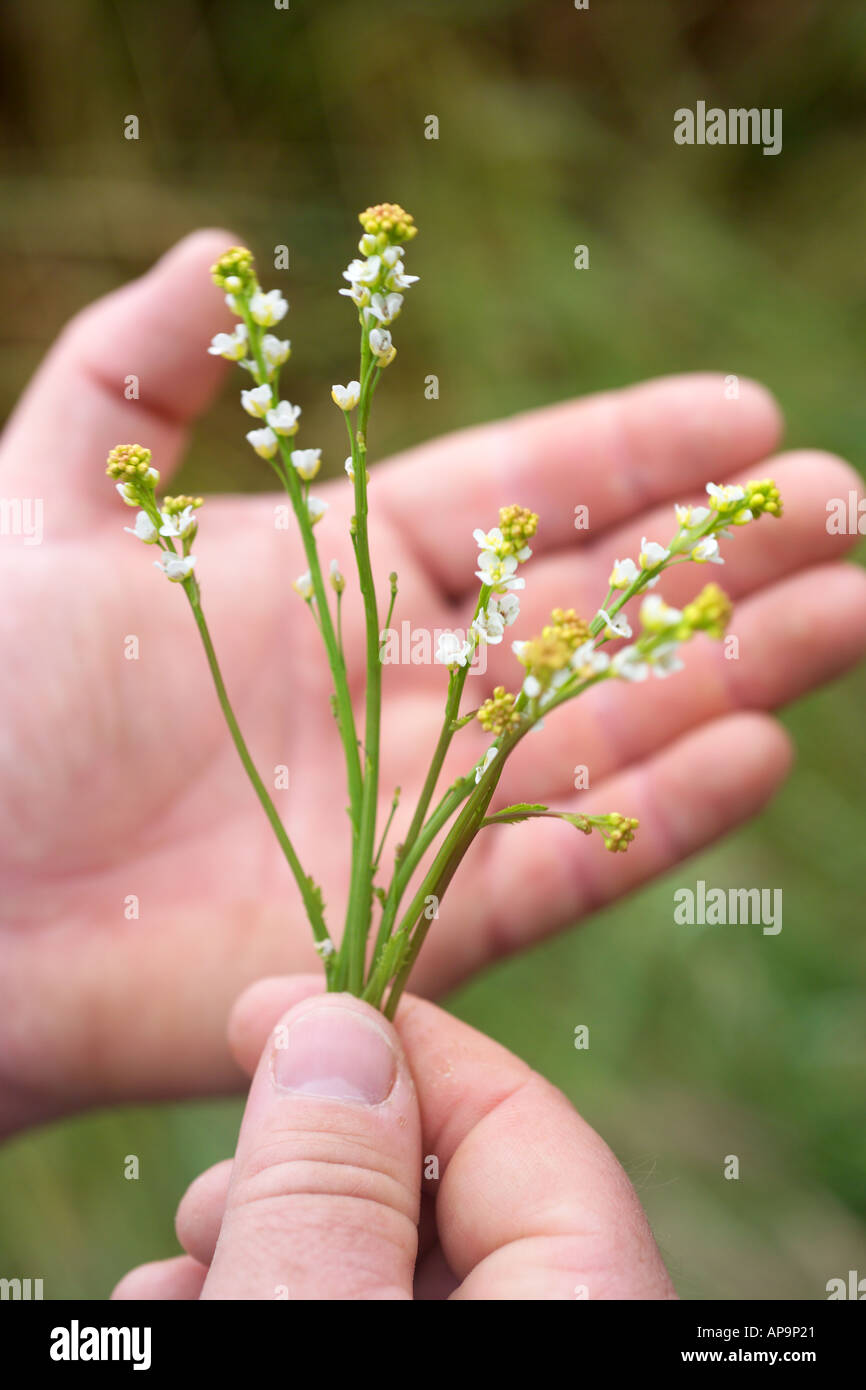 Person holding Abyssinian mustard plant, Brassica carinata, Wales, UK Stock Photo