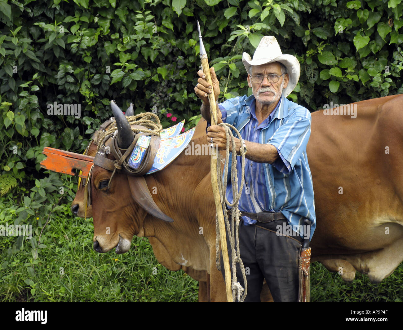 Senior man with traditional oxcart in San Jose, Costa Rica, Central America Stock Photo