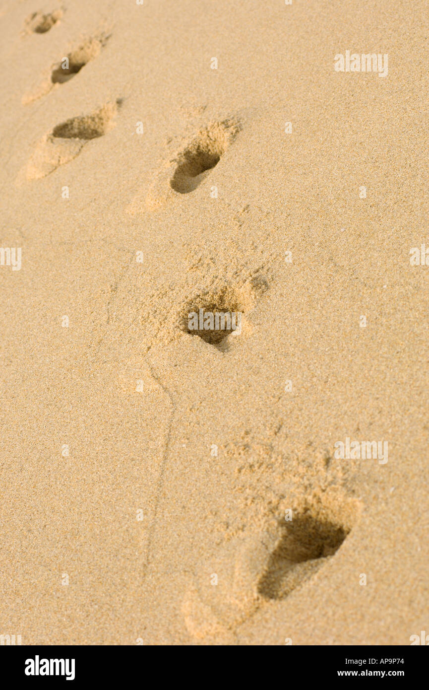 footprints on the sand Stock Photo