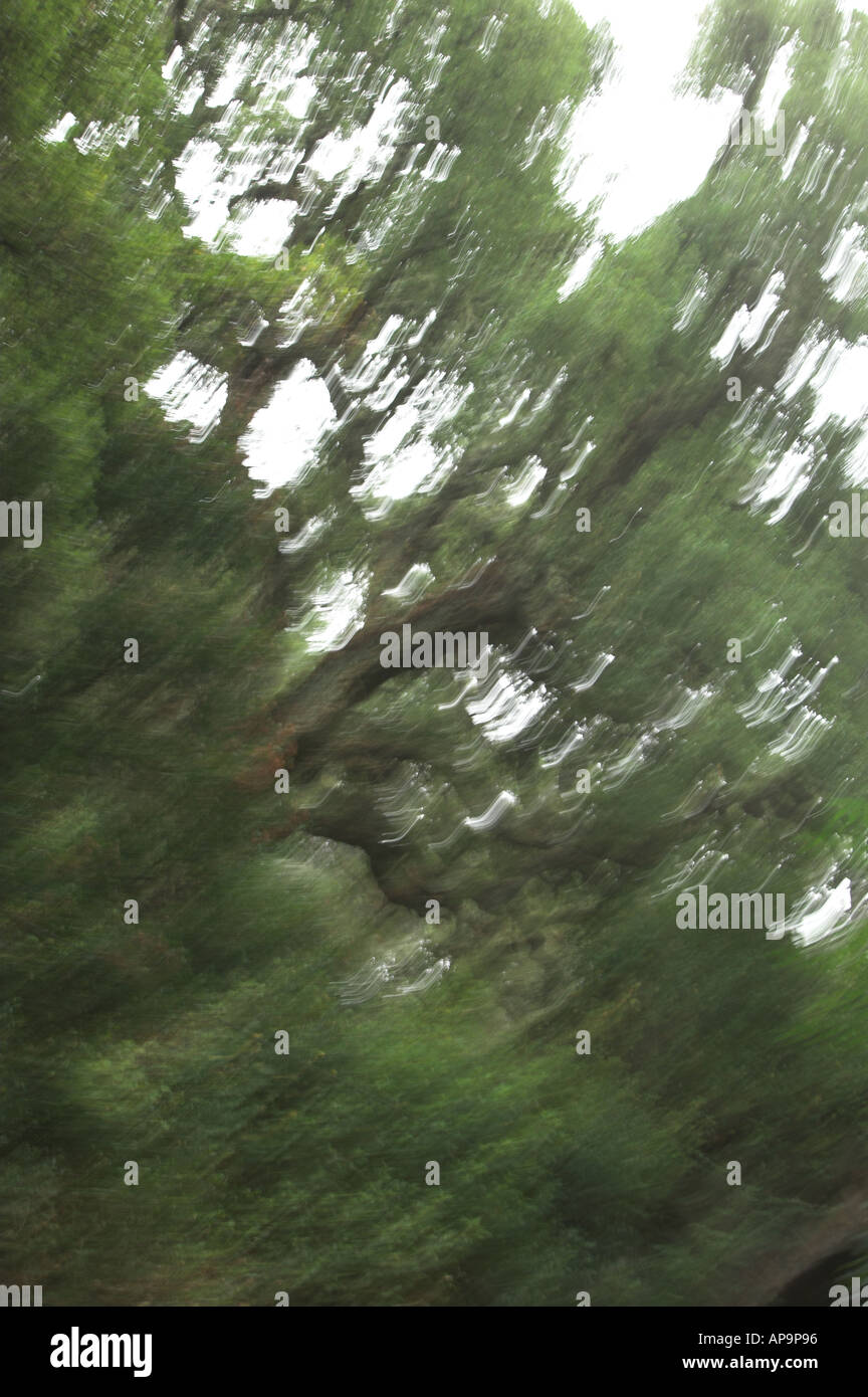 trees in gardens, Sintra, Portugal Stock Photo