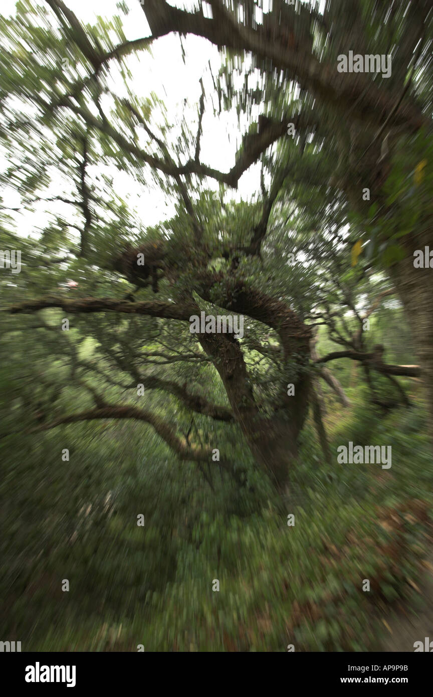 trees in moserrate Palace gardens, Sintra, Portugal Stock Photo