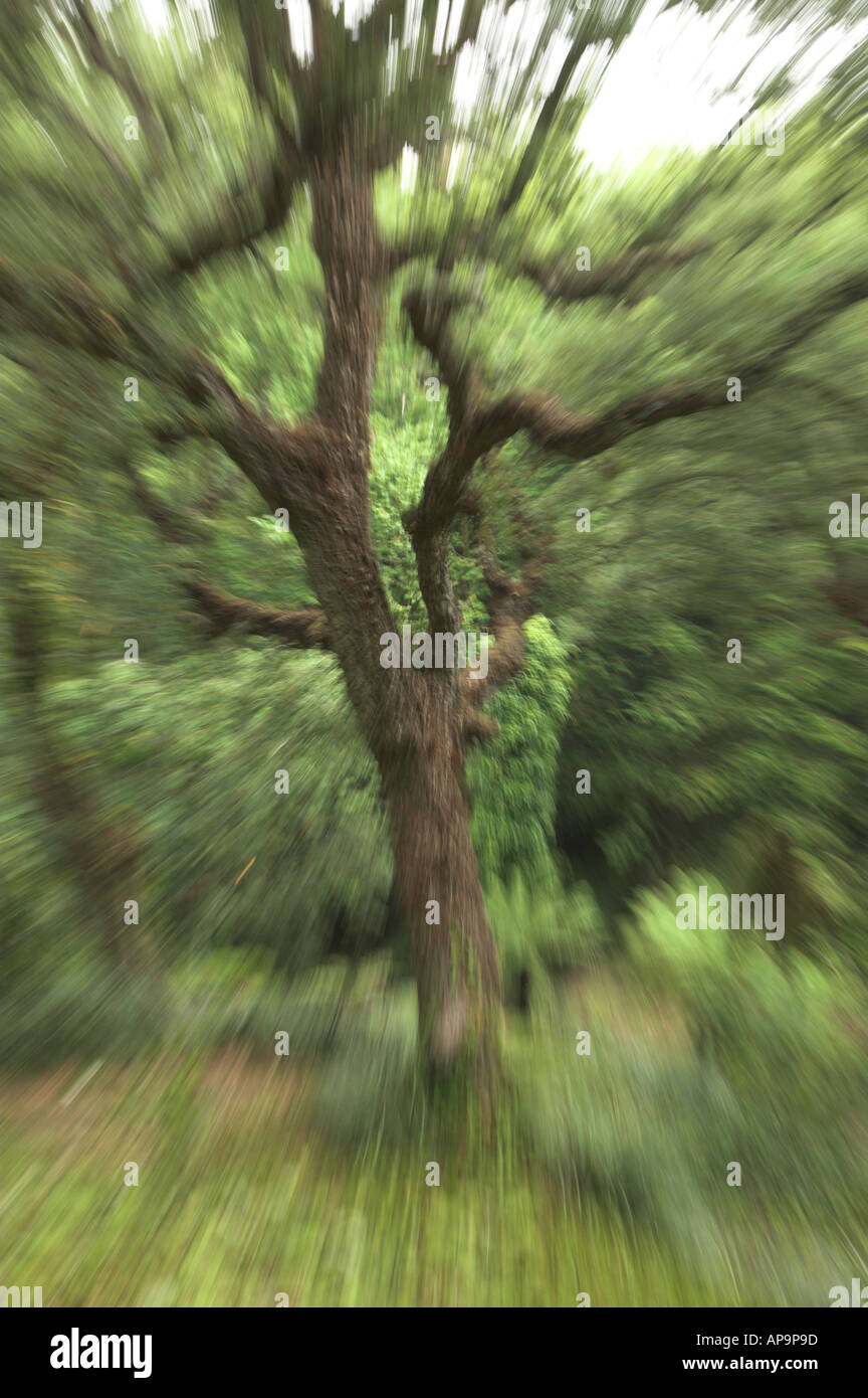 trees in moserrate Palace gardens, Sintra, Portugal Stock Photo
