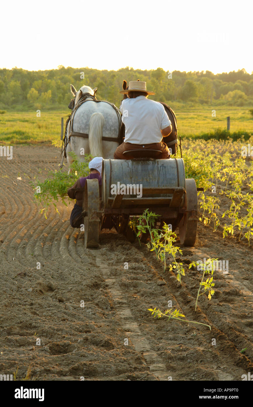 AJD49827, Andover, OH, Ohio, Amish farmer and wife planting tomatoes using a team of horses pulling a cart Stock Photo