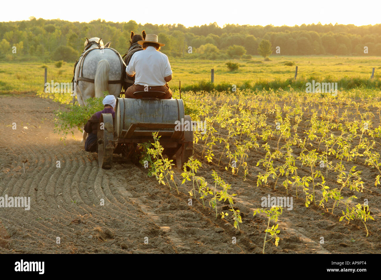 AJD49828, Andover, OH, Ohio, Amish farmer and wife planting tomatoes using a team of horses pulling a cart Stock Photo