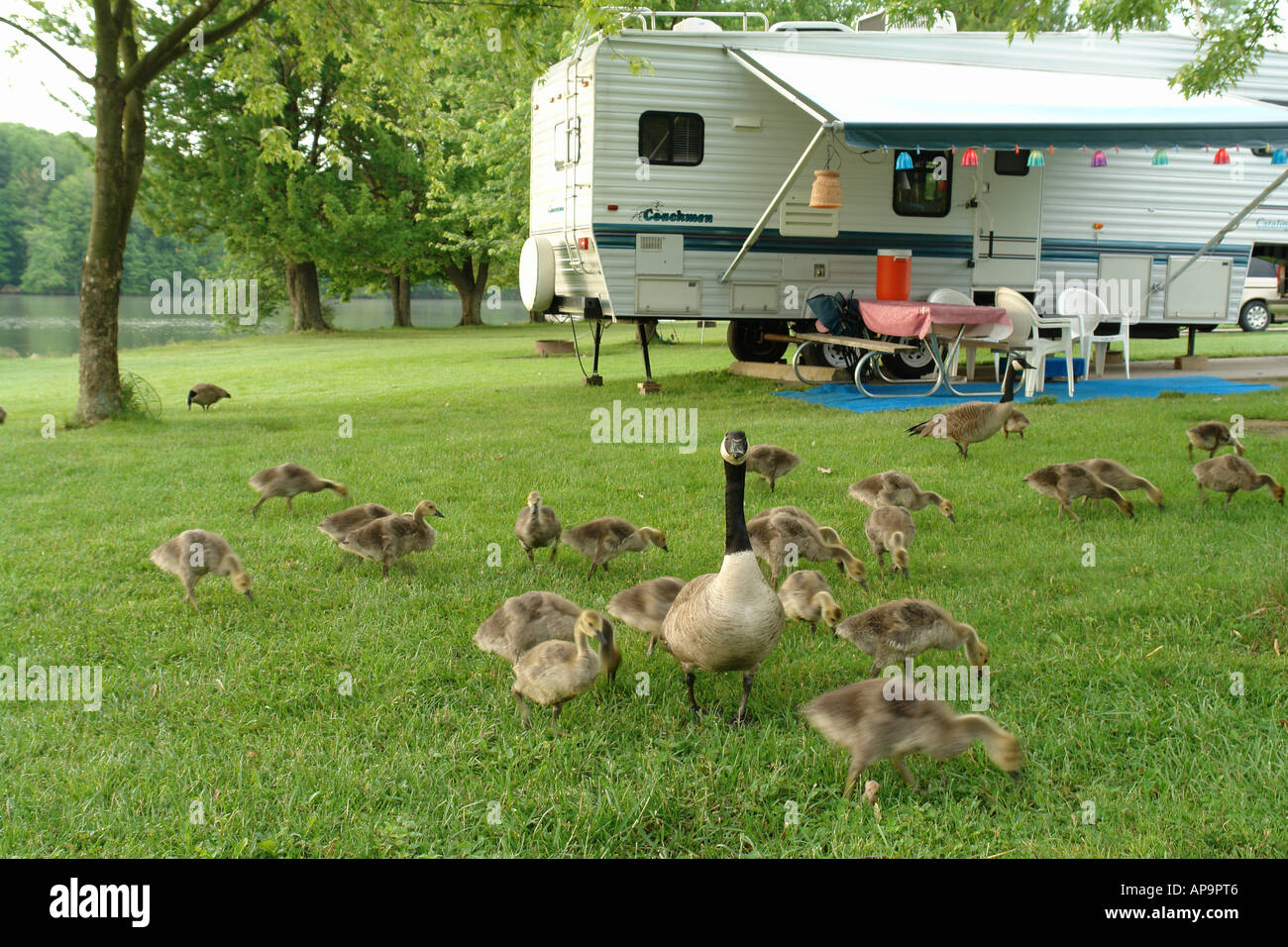Ajd49830 Andover Oh Ohio Pymatuning State Park Campground
