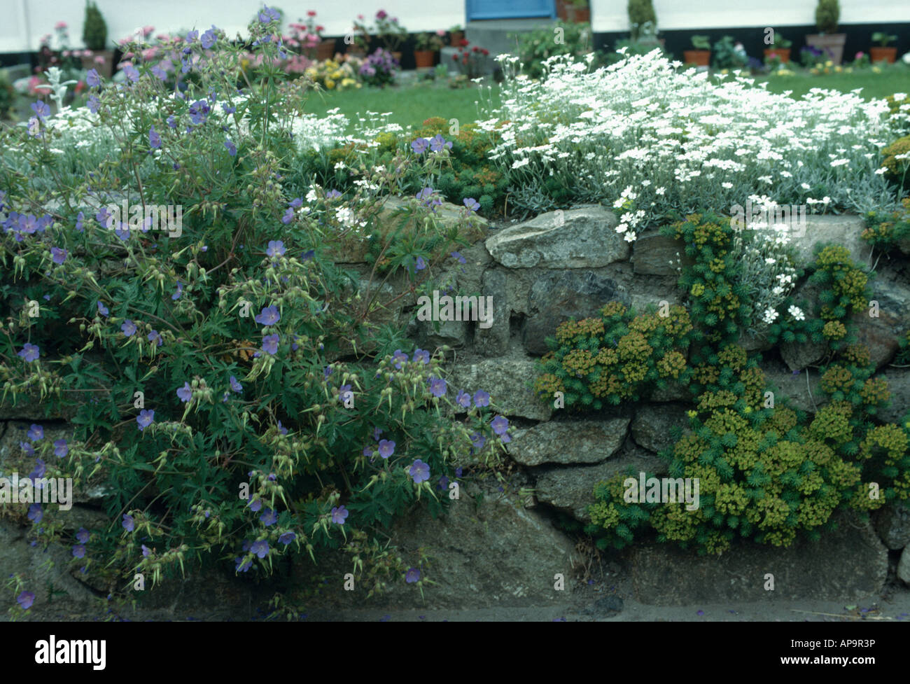 Blue geranium and white cerastium on stone wall Stock Photo