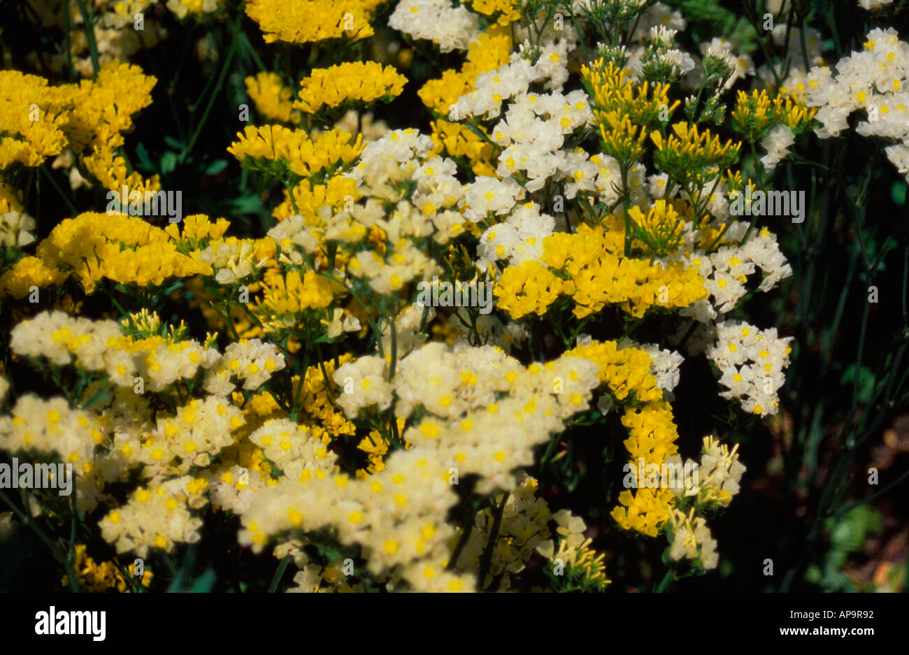 Yellow flowering Limonium, Kew Gardens, Surrey, UK Stock Photo