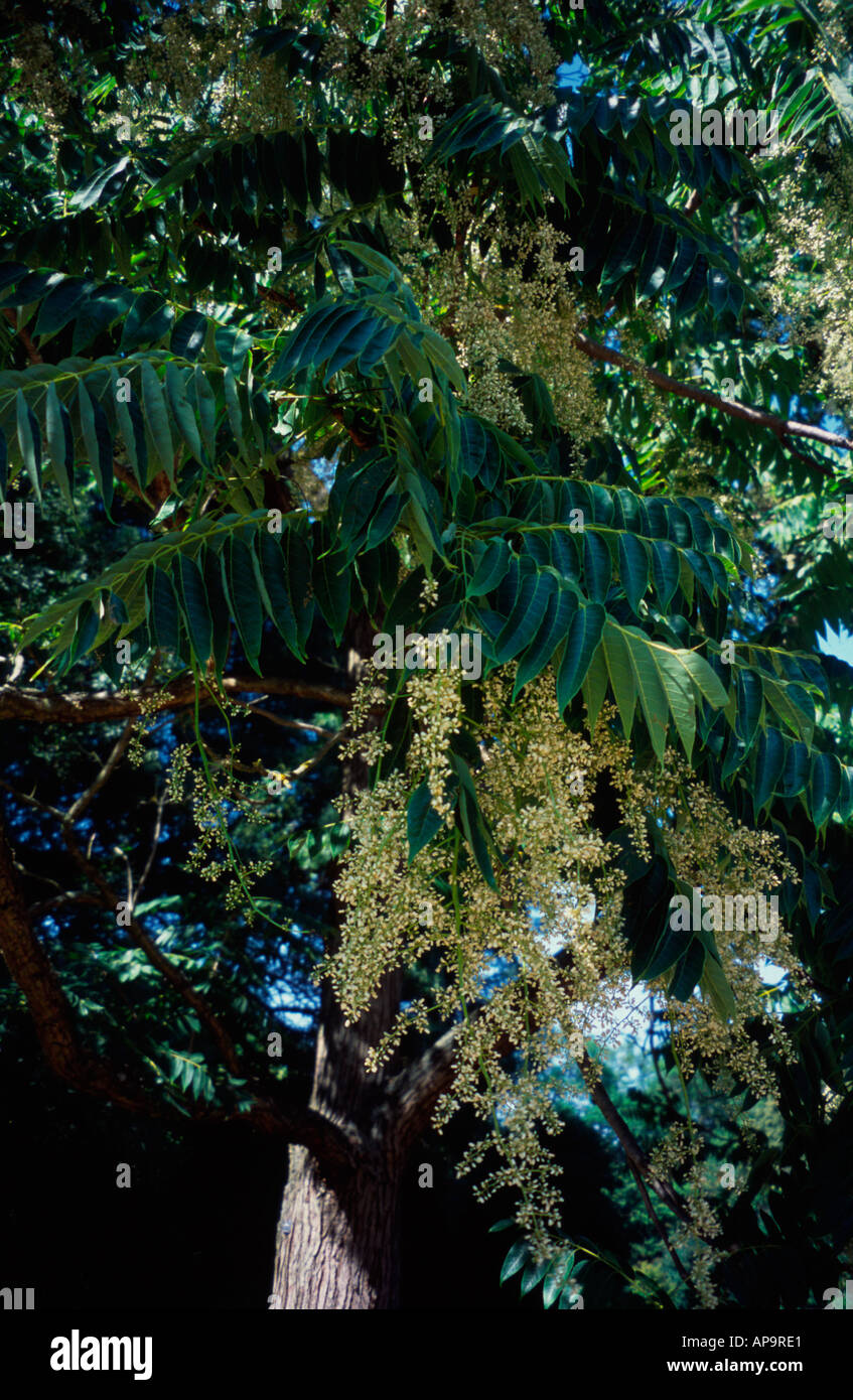 Chinese cedar hires stock photography and images Alamy
