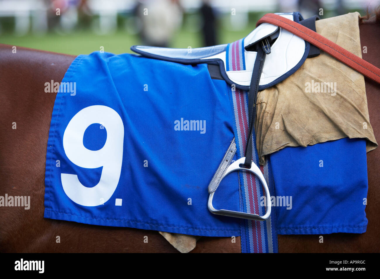 racing colours and saddle on a racehorse at Windsor Royal Racecourse Stock Photo
