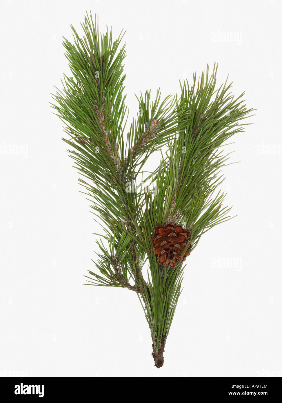 Pine cone and branch Stock Photo