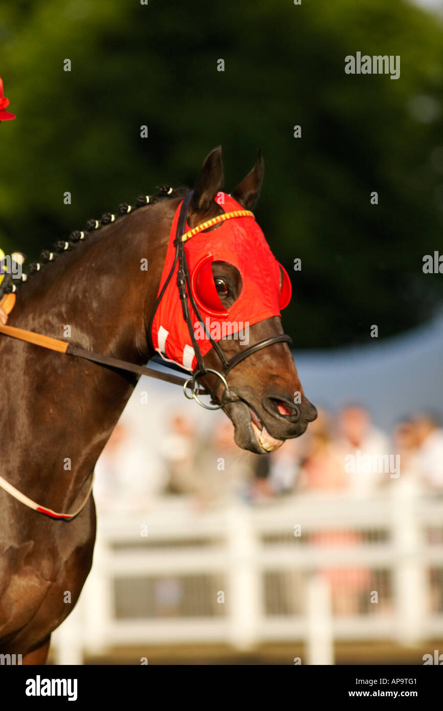 Racehorse blinkers hi-res stock photography and images - Alamy