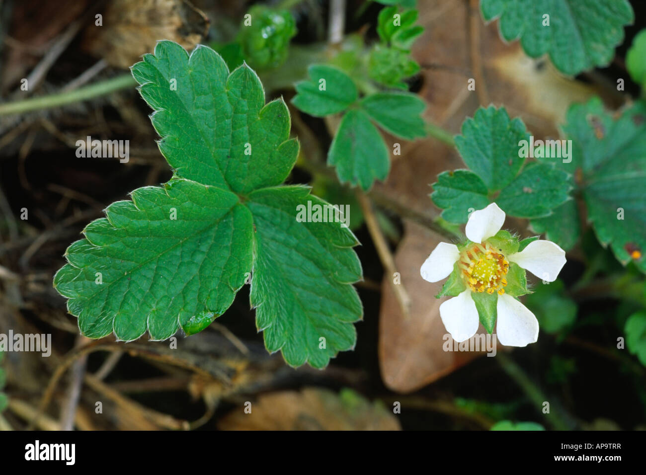 Flower and leaves of Barren Strawberry (Potentilla sterilis) Shropshire, England. Stock Photo