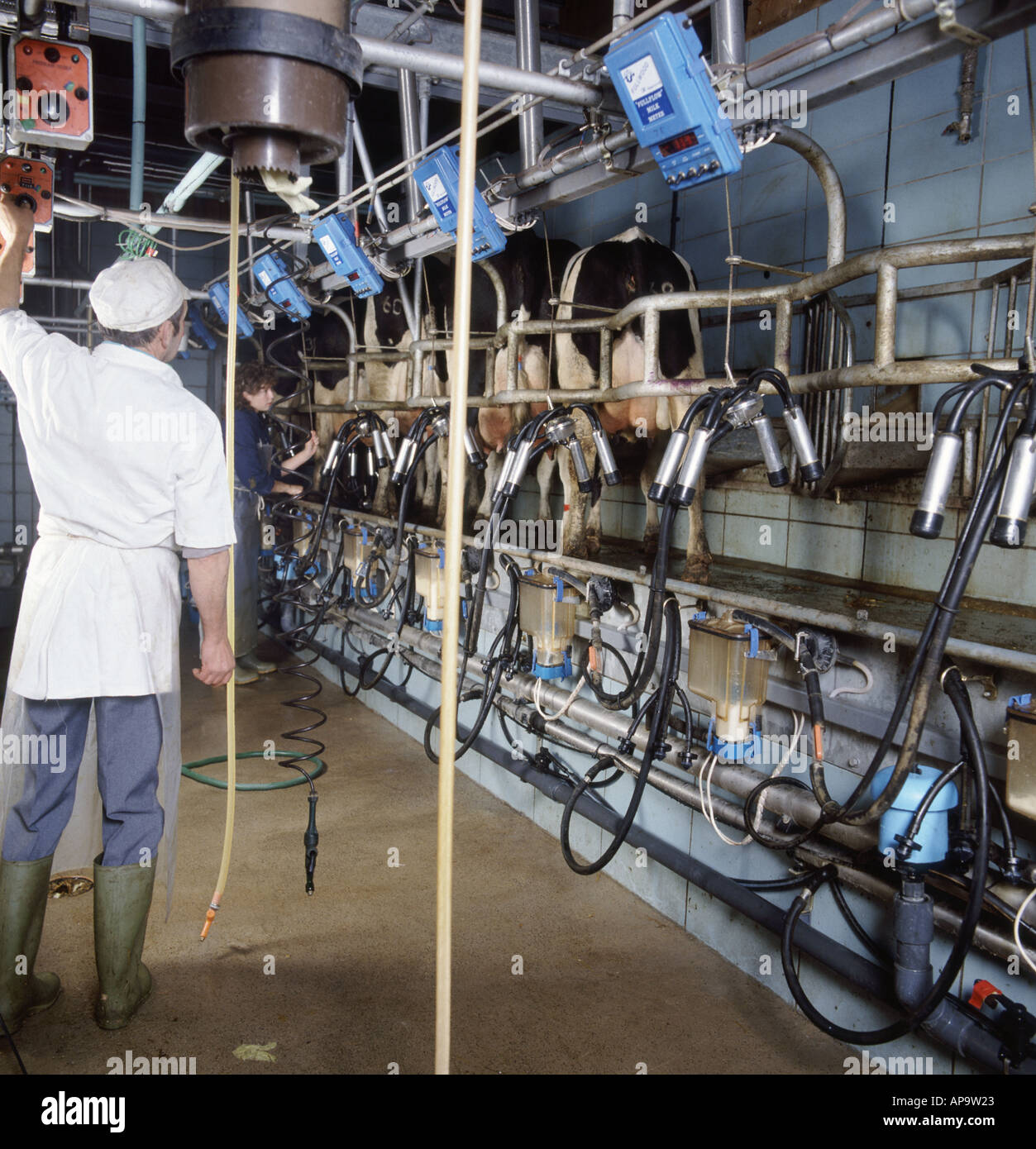 Friesian cows being milked in herring bone milking parlour herdsman adjusting computer controlled feeders Stock Photo