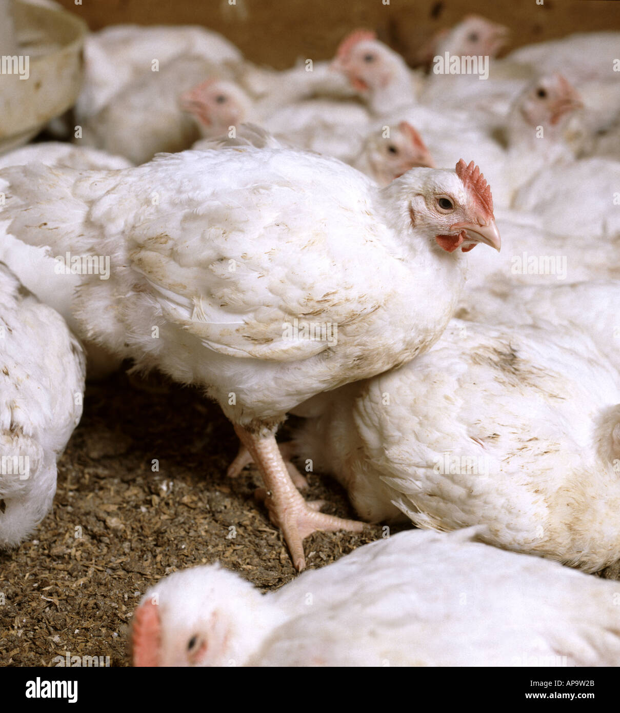 Young broiler chickens in indoor pens bred for meat Stock Photo Alamy