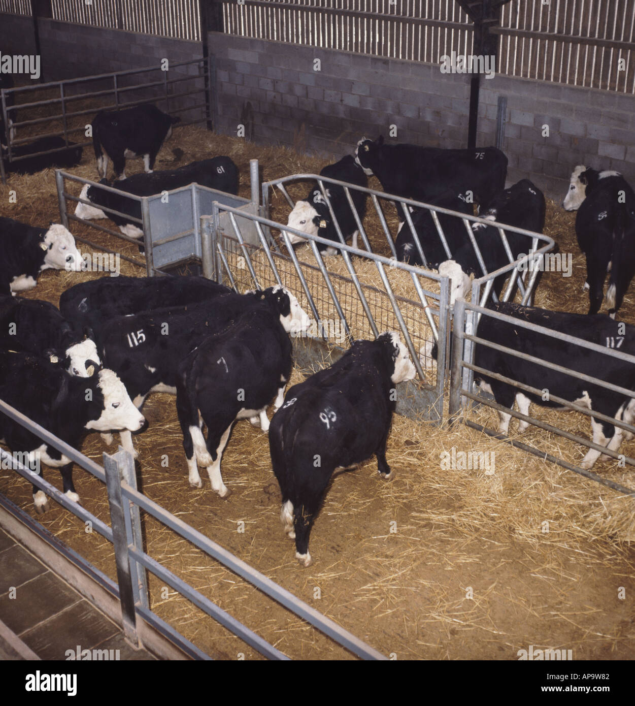Hereford cross cattle feeding from hay feeder in large modern cattle house Stock Photo