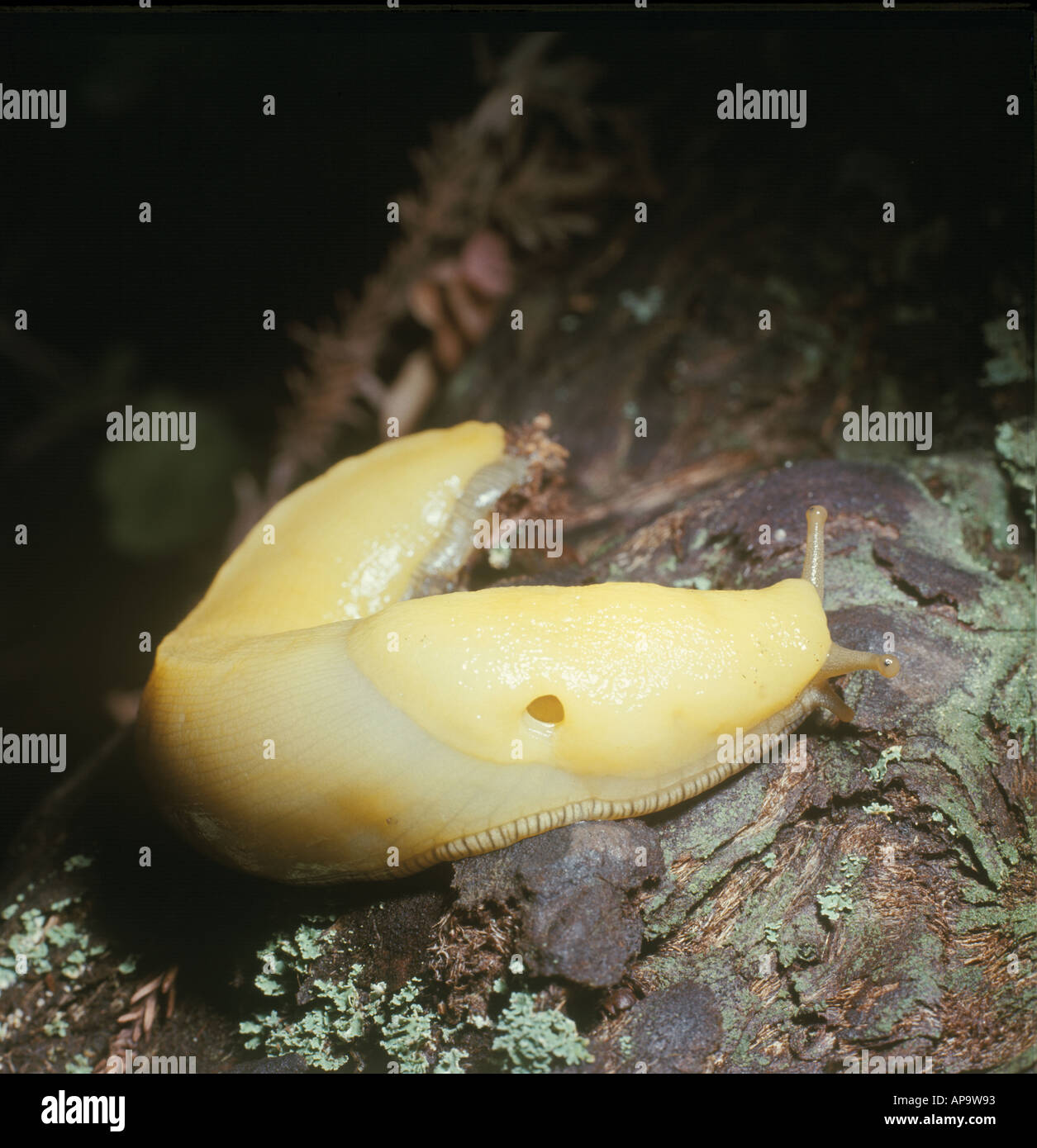 SLUG Banana Stock Photo - Alamy