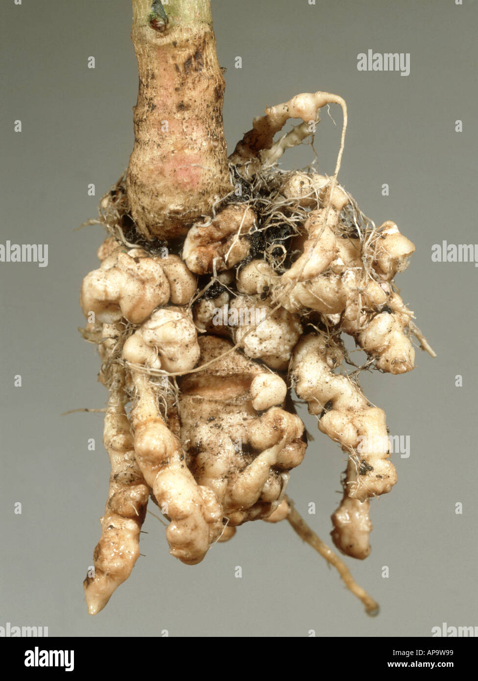 Clubroot Plasmodiophora brassicae causing severe deformation of cabbage root Brassica Stock Photo