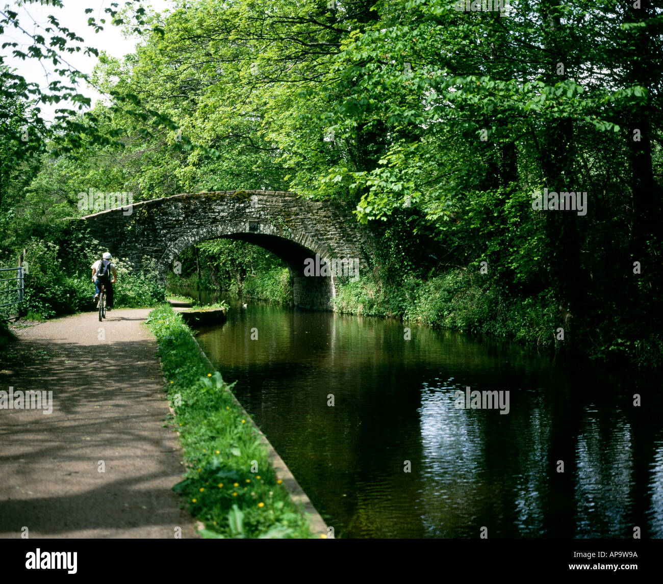 cyclist on towpath monmouthshire and brecon canal near brecon Stock Photo