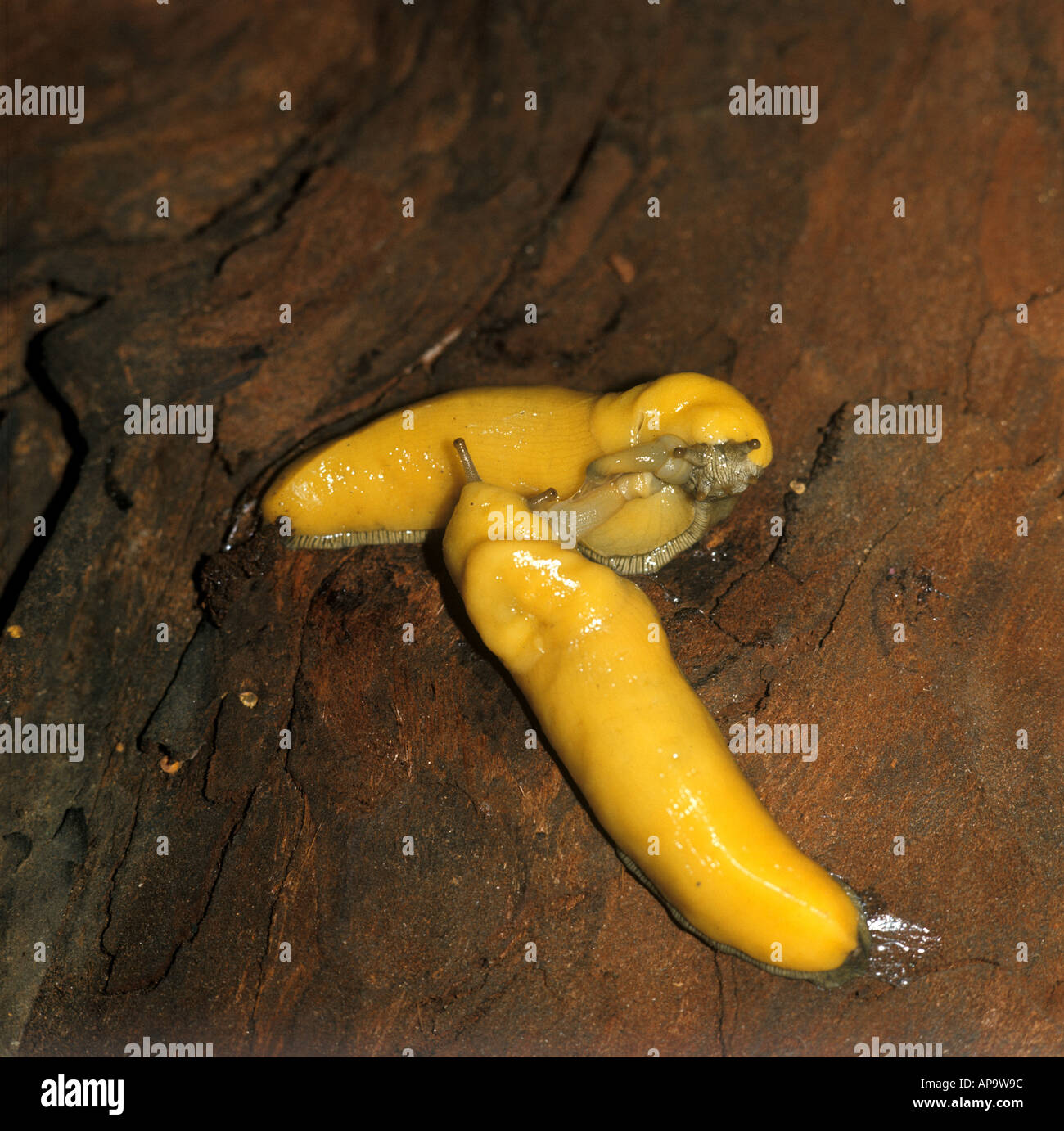 banana slug slug banana