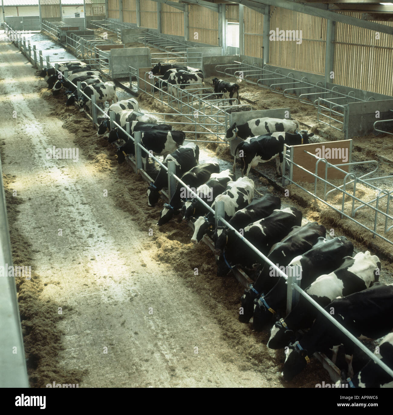 Holstein Friesian dairy cows eating silage in large modern livestock house Stock Photo