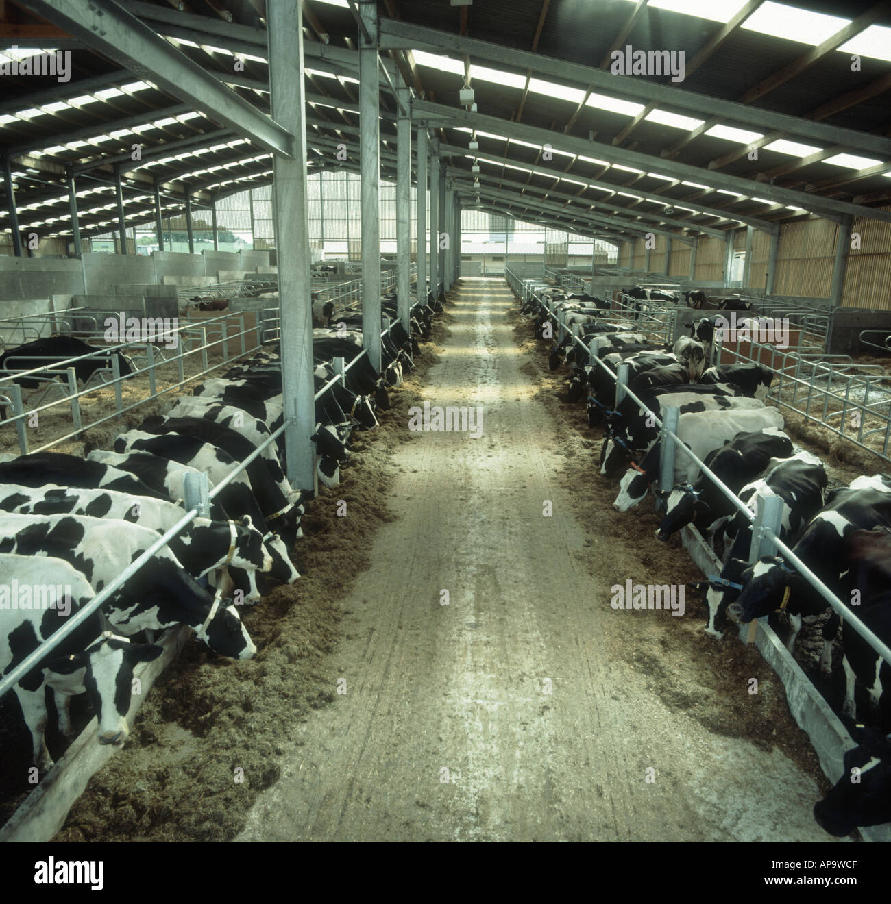 Holstein Friesian dairy cows eating silage in large modern livestock house Stock Photo