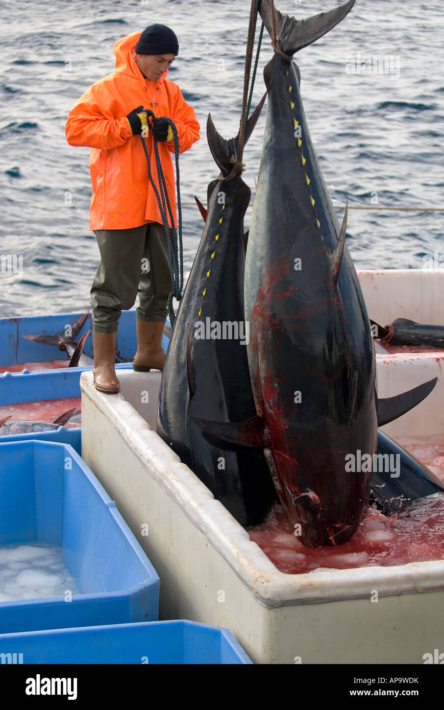 8,634 Tuna Fishing Sea Stock Photos - Free & Royalty-Free Stock