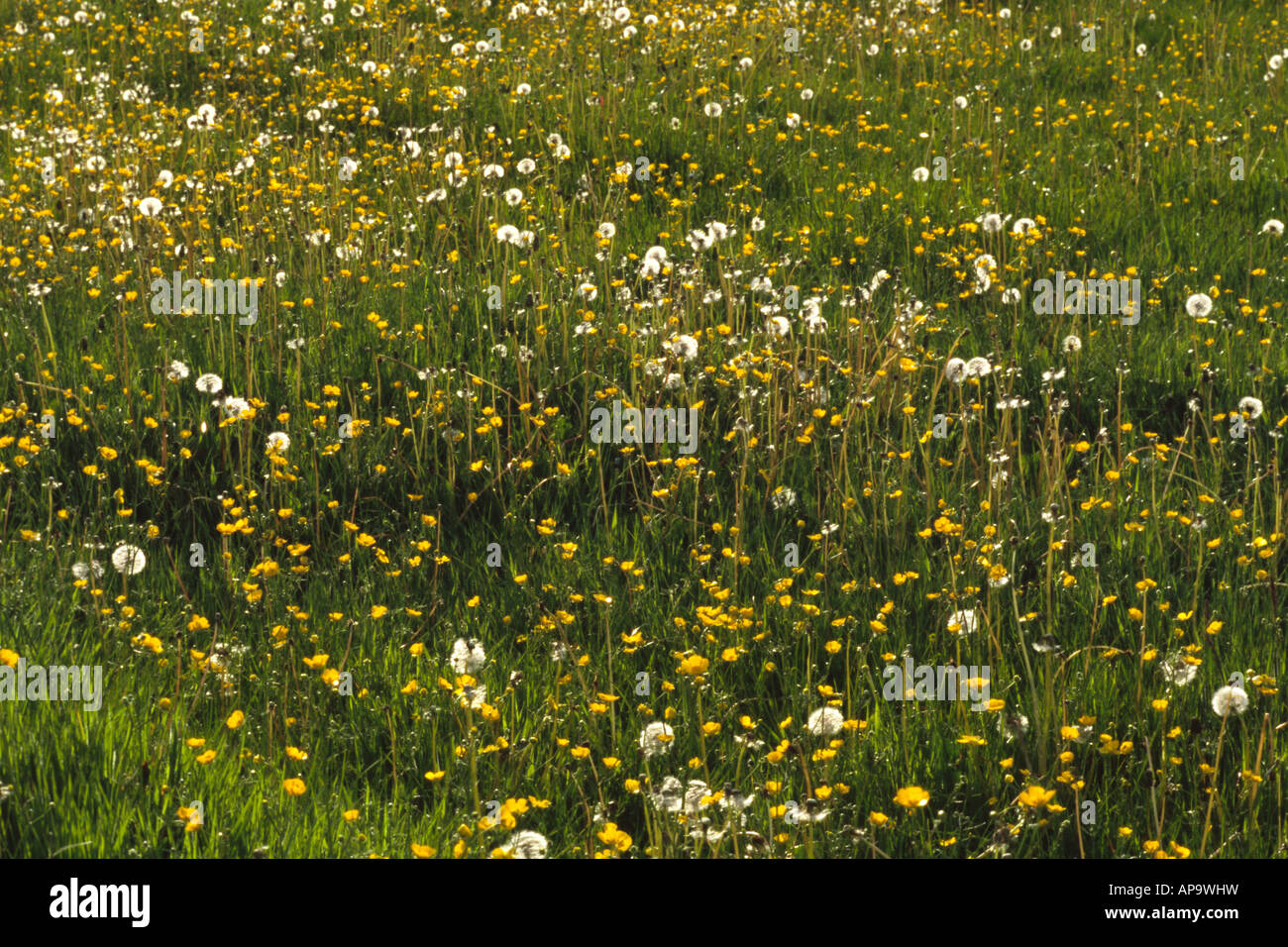 Dandelion clocks (Taraxacum sp.) and Meadow Buttercups (Ranunculus acris) flowering. In Grassland. Powys, Wales. Stock Photo