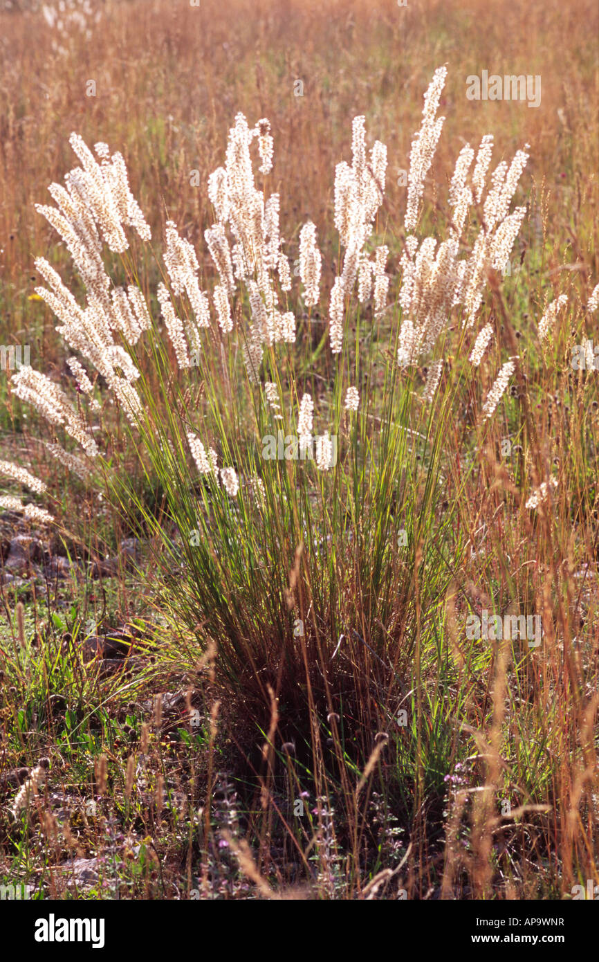 Hairy Melick grass (Melica ciliata) with seedheads. On the Causse de Gramat. Lot region, France. Stock Photo