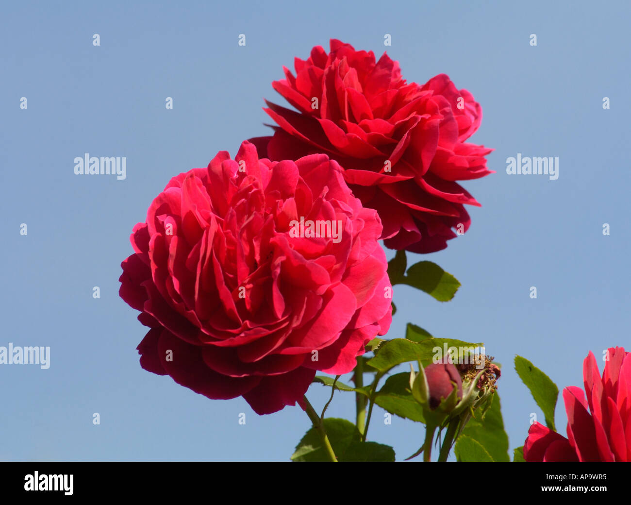 The english red rose hi-res stock photography and images - Alamy
