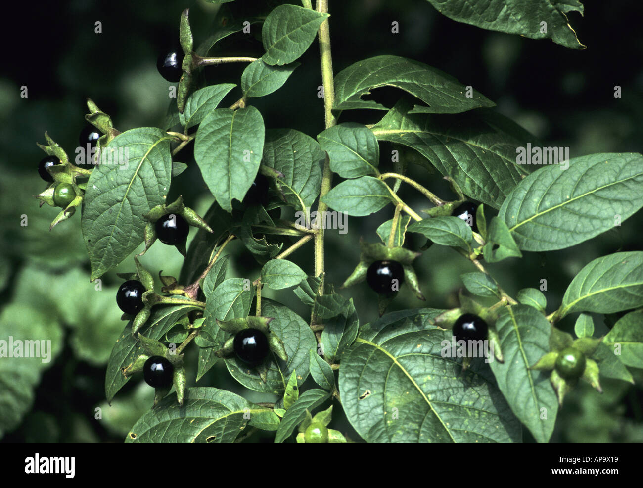 Deadly Nightshade, Atropa belladonna, plant with berries, UK Stock Photo