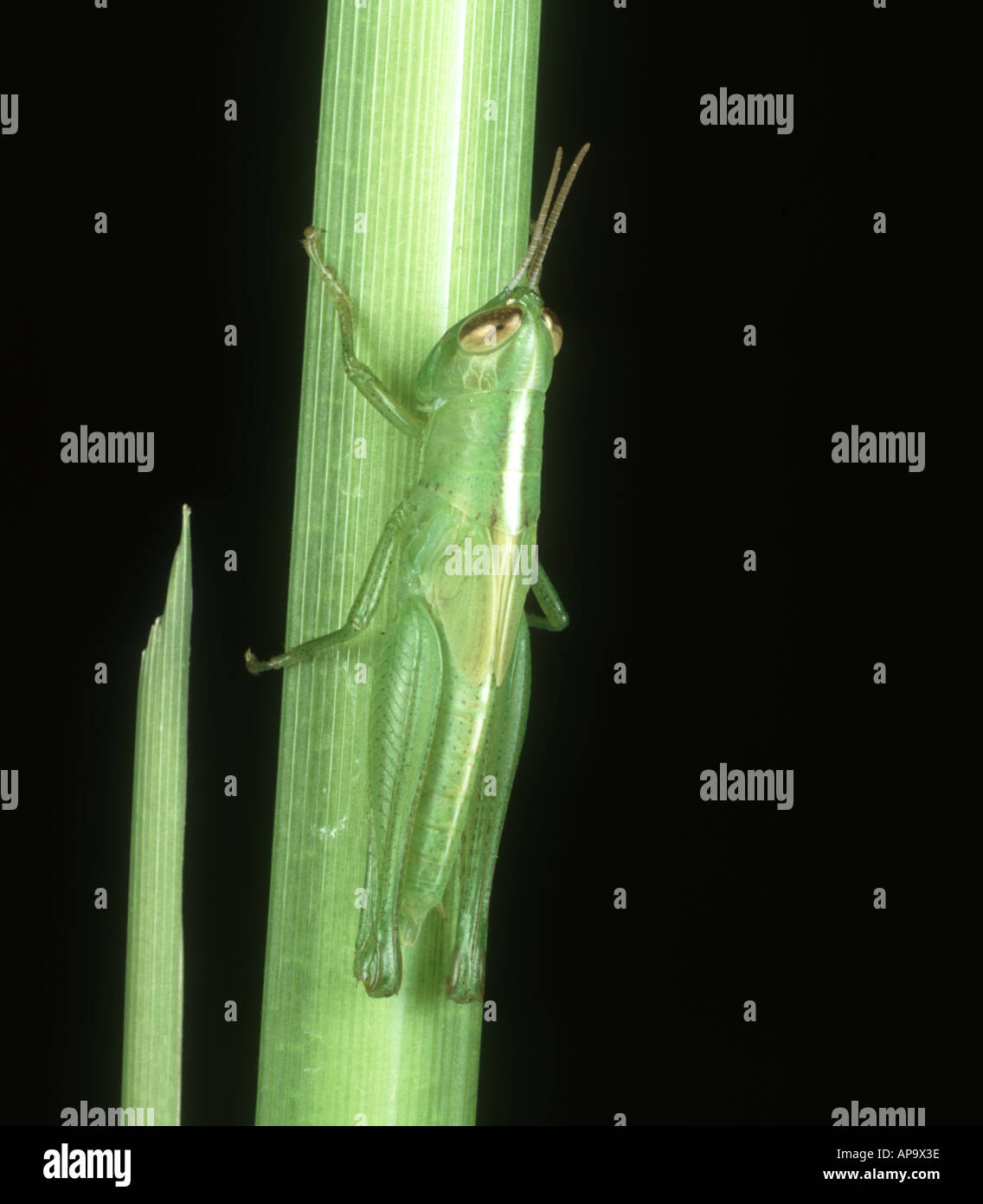 Short horned grasshopper Oxya hyla intricata nymph on rice stem Stock Photo