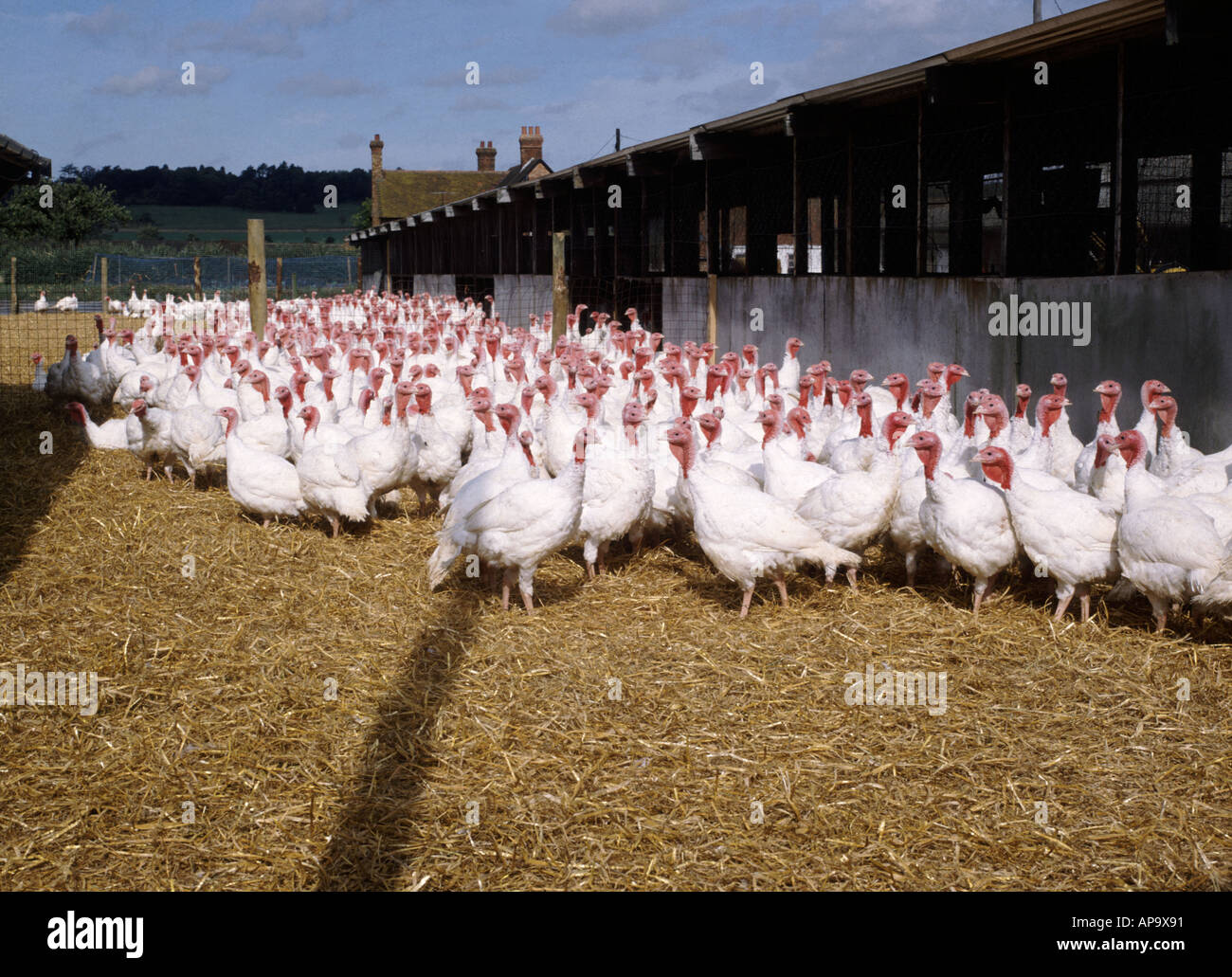 White turkeys in outdoor yard on turkey farm Stock Photo