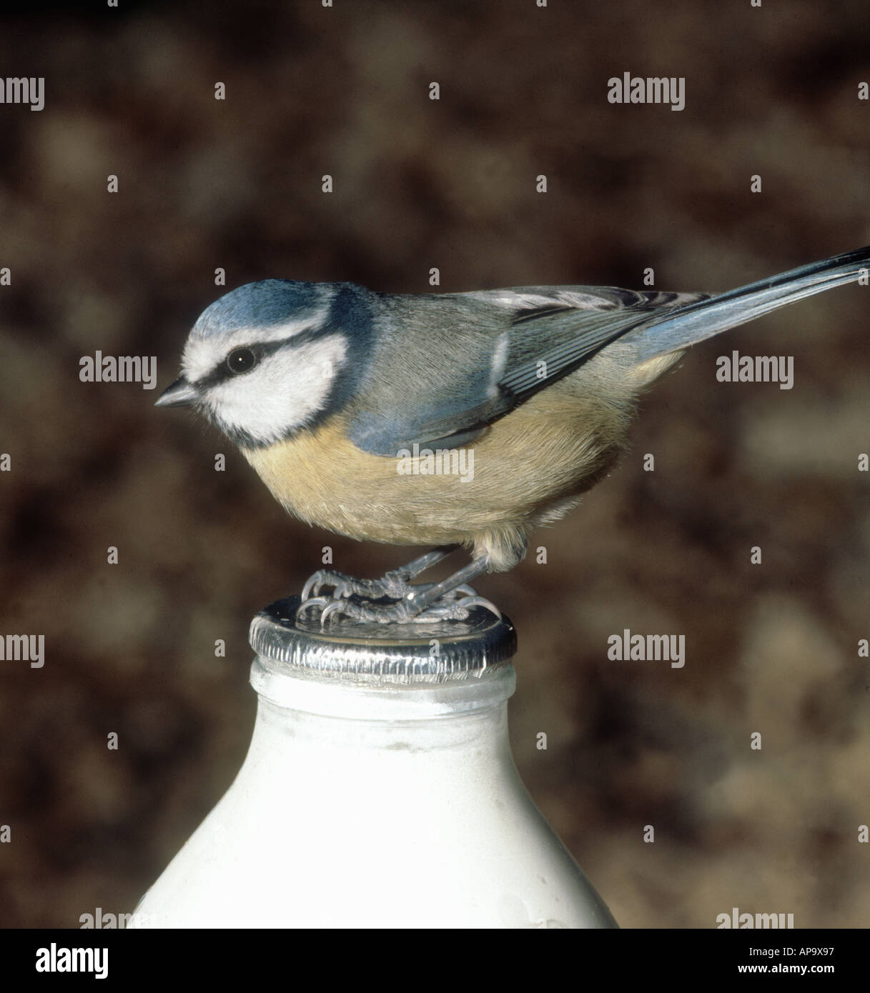 Blue tit (Cyanistes caeruleus) attacking a silver topped bottle of milk  Stock Photo - Alamy